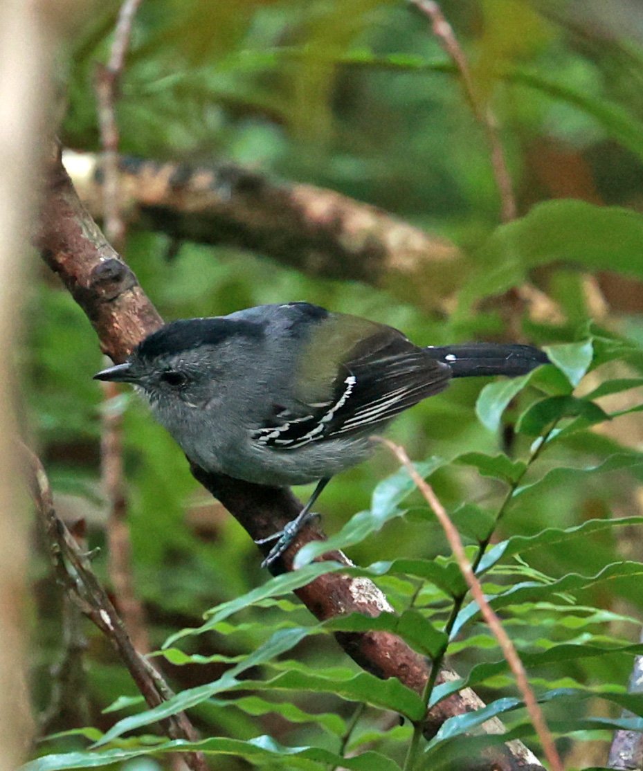 Variable Antshrike (Thamnophilus caerulescens) Superagui National Park, Brazil (8).jpg