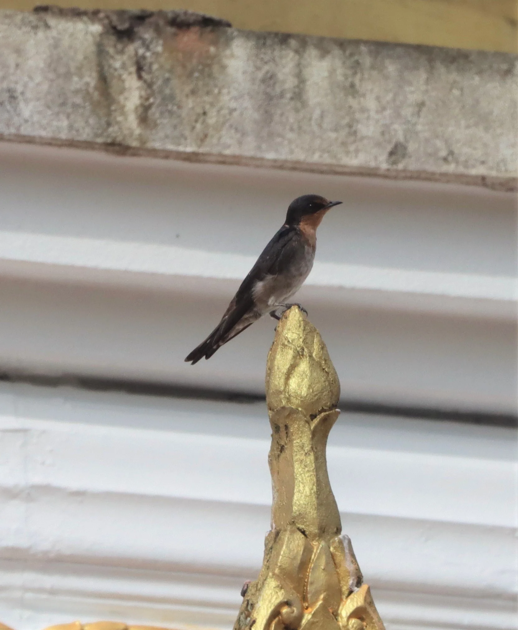 Barn Swallow (Hirundo rustica) Hala Bala NR Thailand (1).jpg