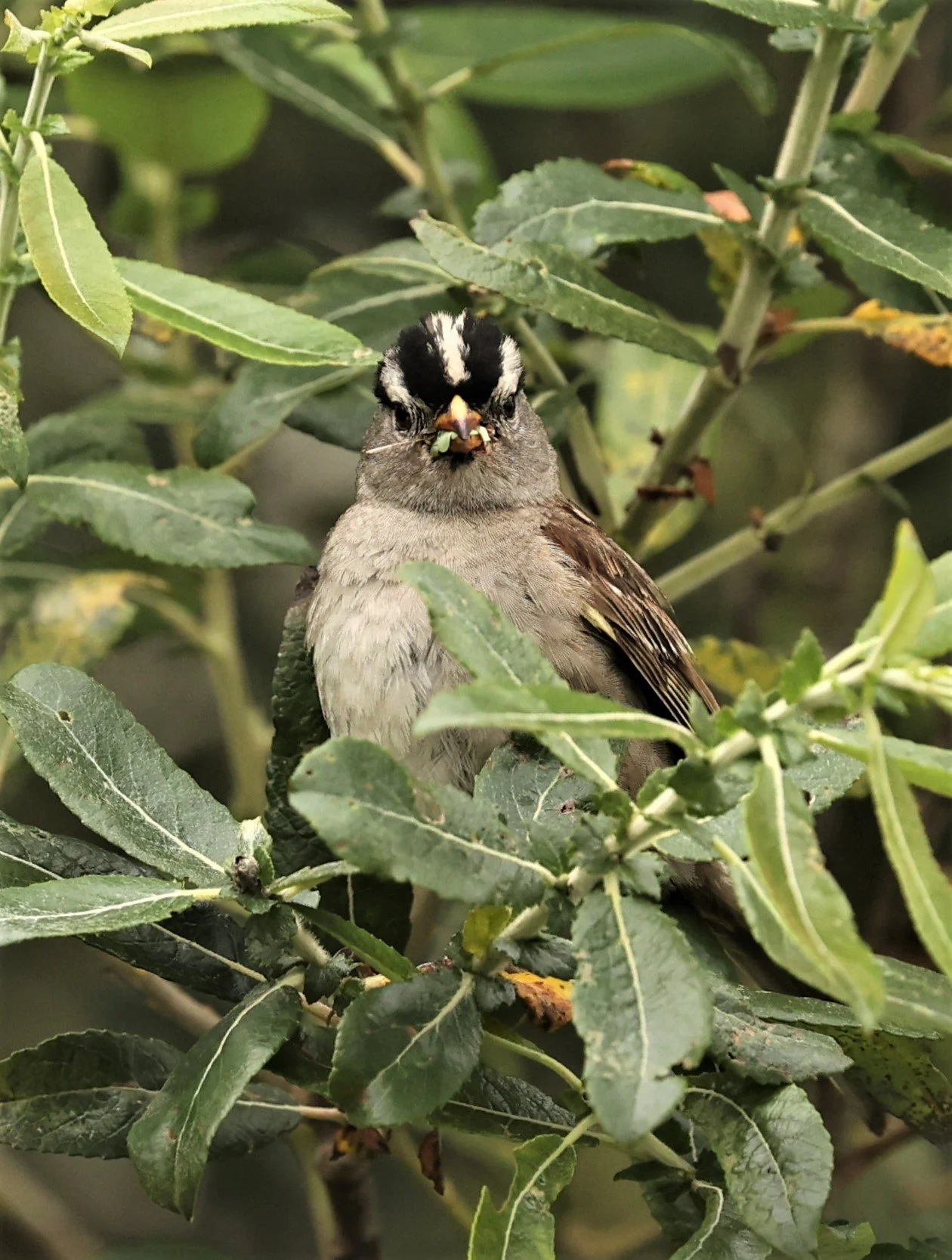 White-crowned Sparrow (Zonotrichia leucophrys) Humboldt Bat NWR California (3).jpg