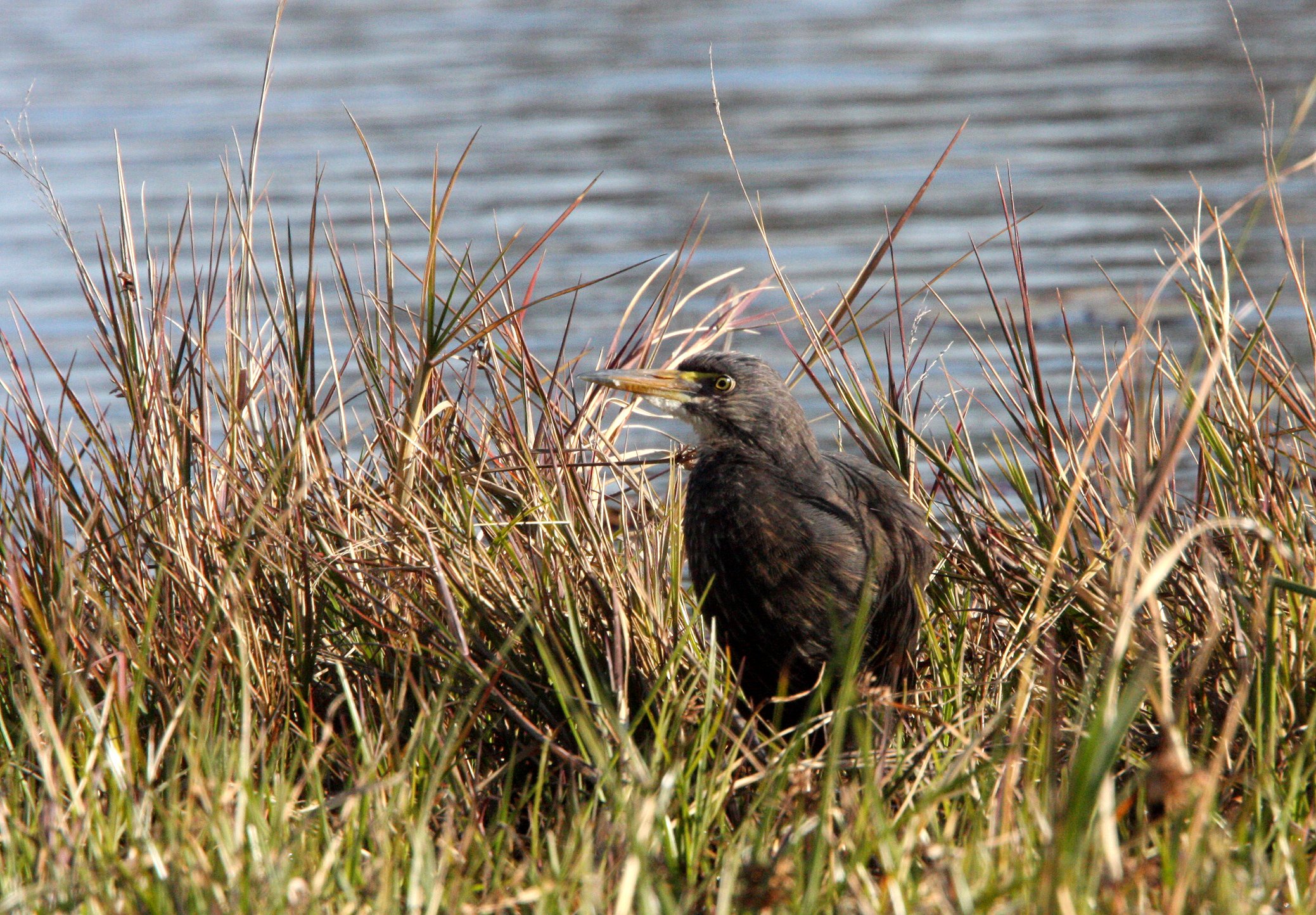 HERON - RUFOUS-BELLIED HERON - Ardeola rufiventris - KHWAI CAMP OKAVANGO BOTSWANA (10).JPG