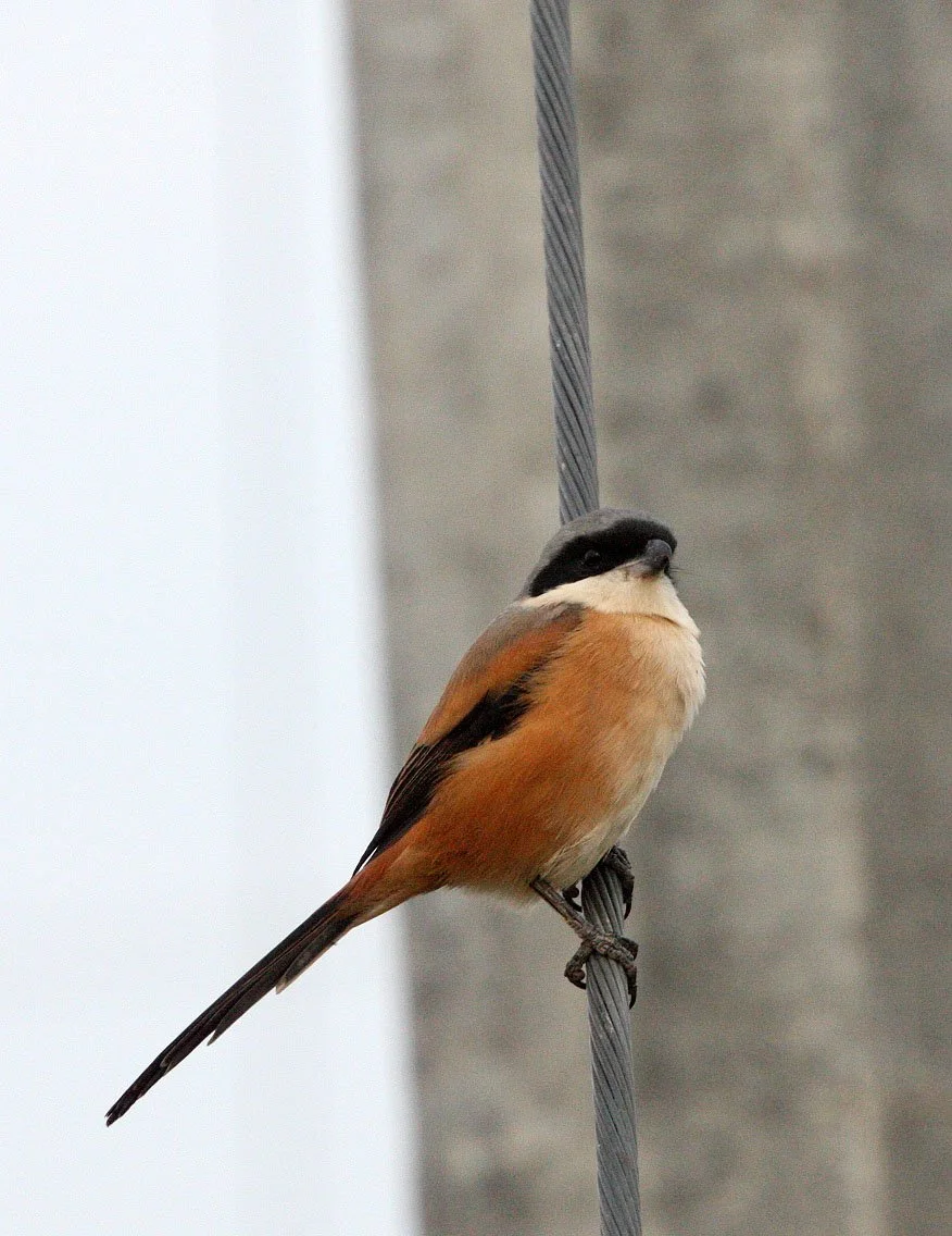 Long-tailed Shrike (Lanius schach) Poyang Lake Jiangxi Province China (13).JPG