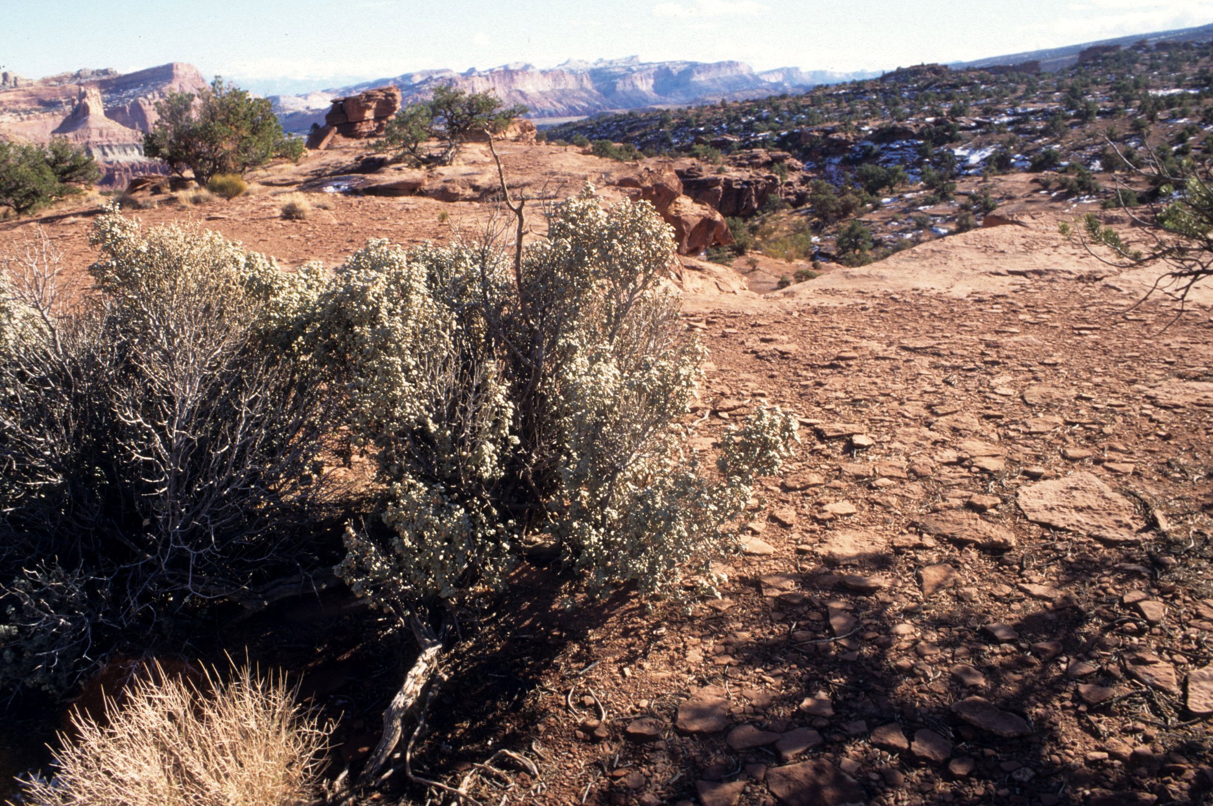 UTAH - CAPITOL REEF NP F.jpg