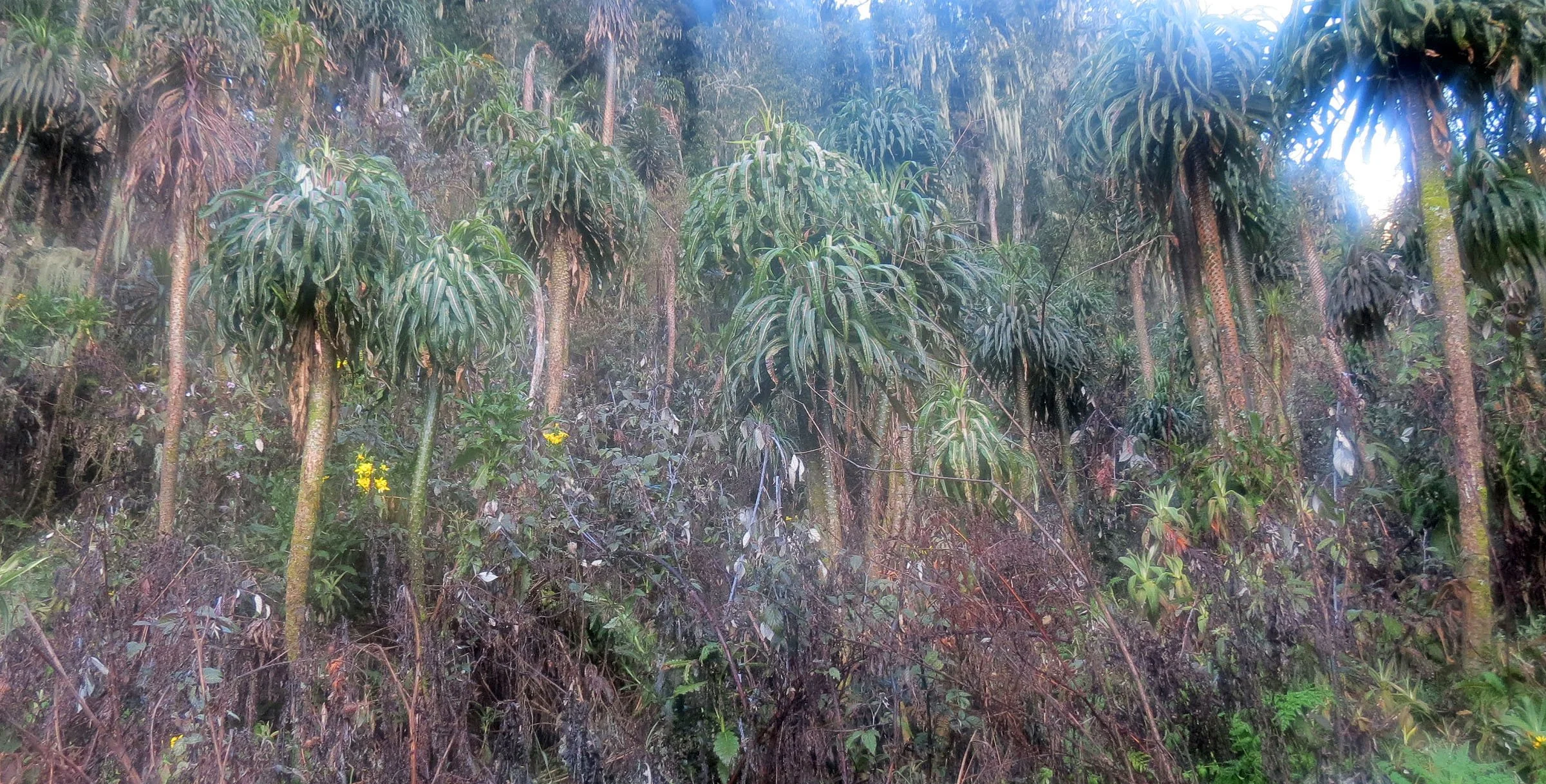 RWENZORI NATIONAL PARK UGANDA (223).JPG
