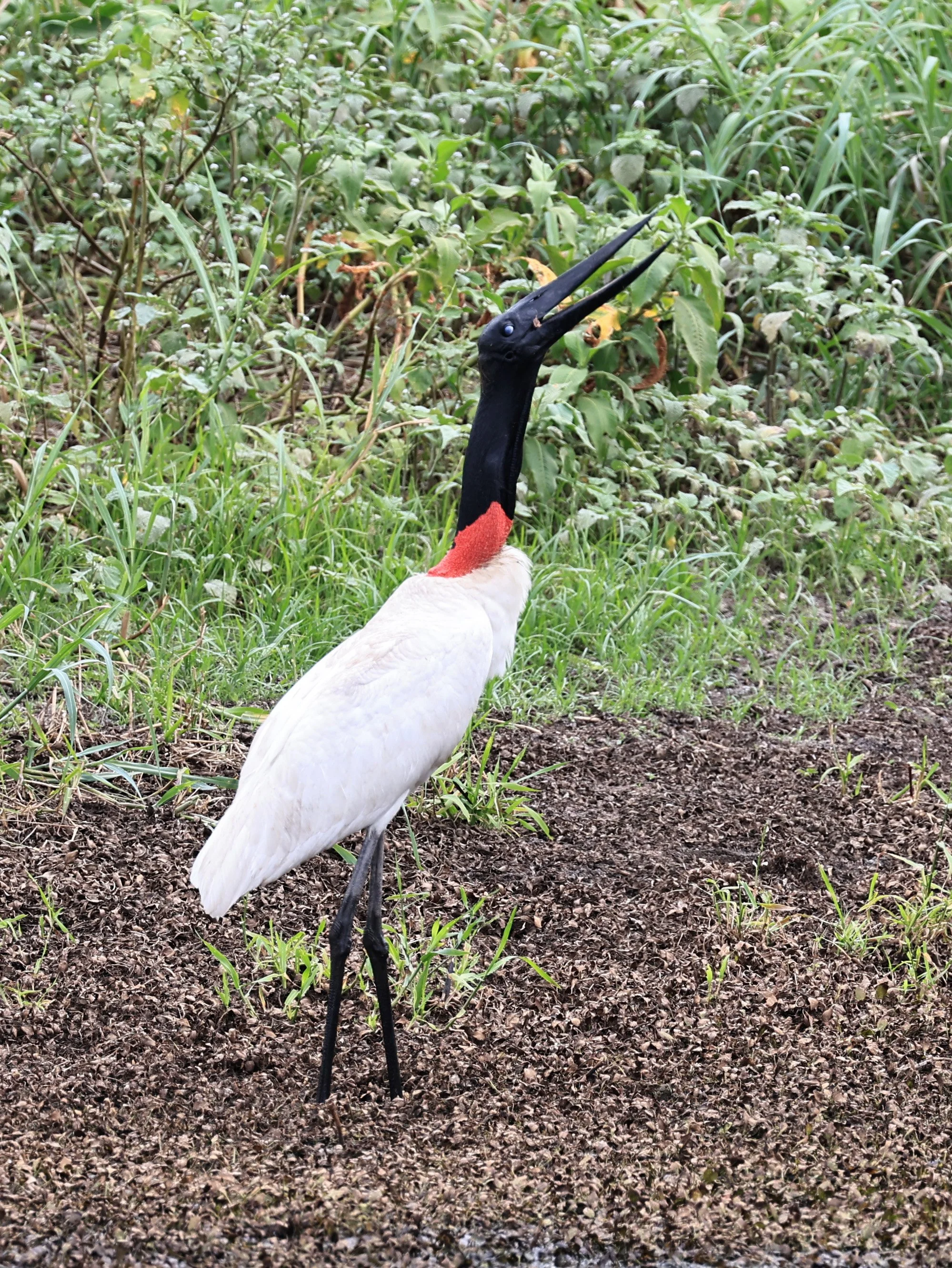 Jabiru (Jabiru mycteria) Agua Dulce Paraguay (38).jpg