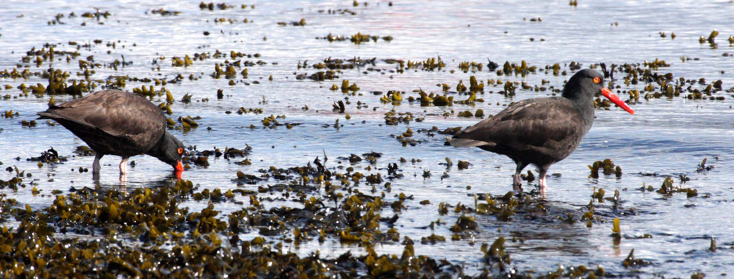 Black Oystercatcher (Haematopus bachmani) Port Angeles Harbor Washington (1).JPG