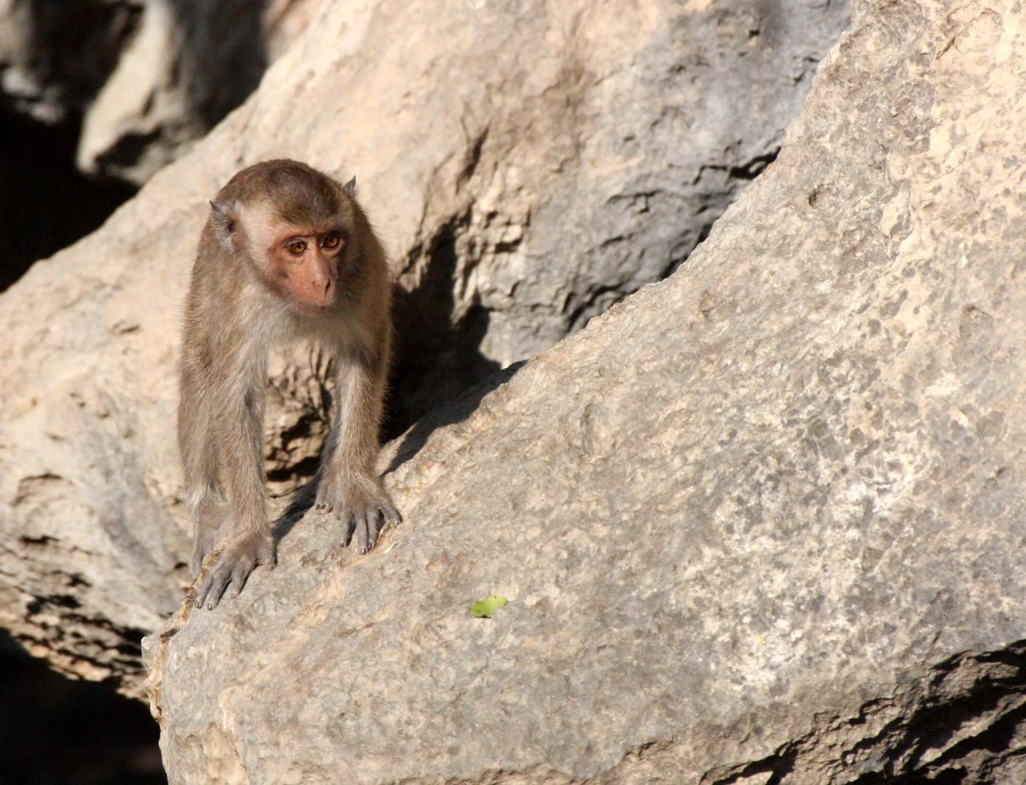 CERCOPITHECIDAE - Macaca fascicularis - LONG-TAILED MACAQUE - KHAO SAM ROI YOT THAILAND (10).JPG