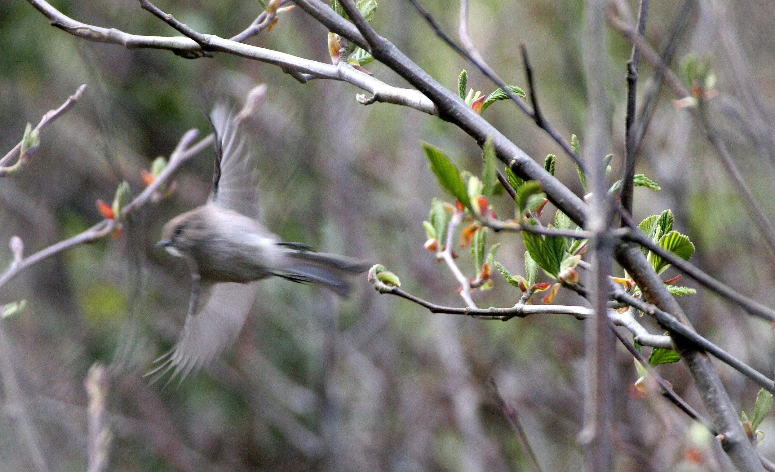 American Bushtit (Psaltriparus minimus) Lake Farm Woods, Olympic Peninsula, Washington (15).JPG