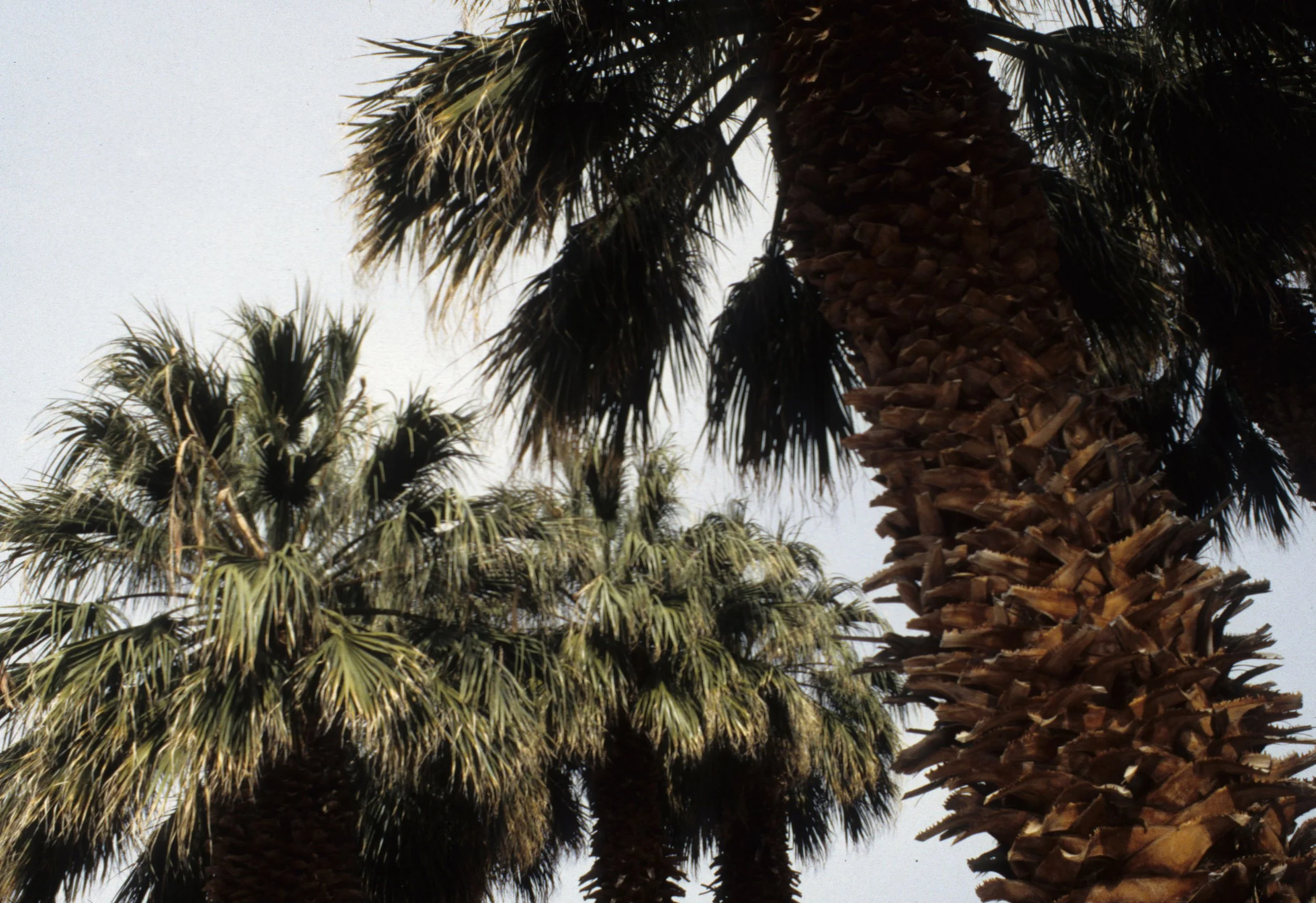DEATH VALLEY - WASNINGTONIA FELIFERA - WASHINGTONIA PALM.jpg
