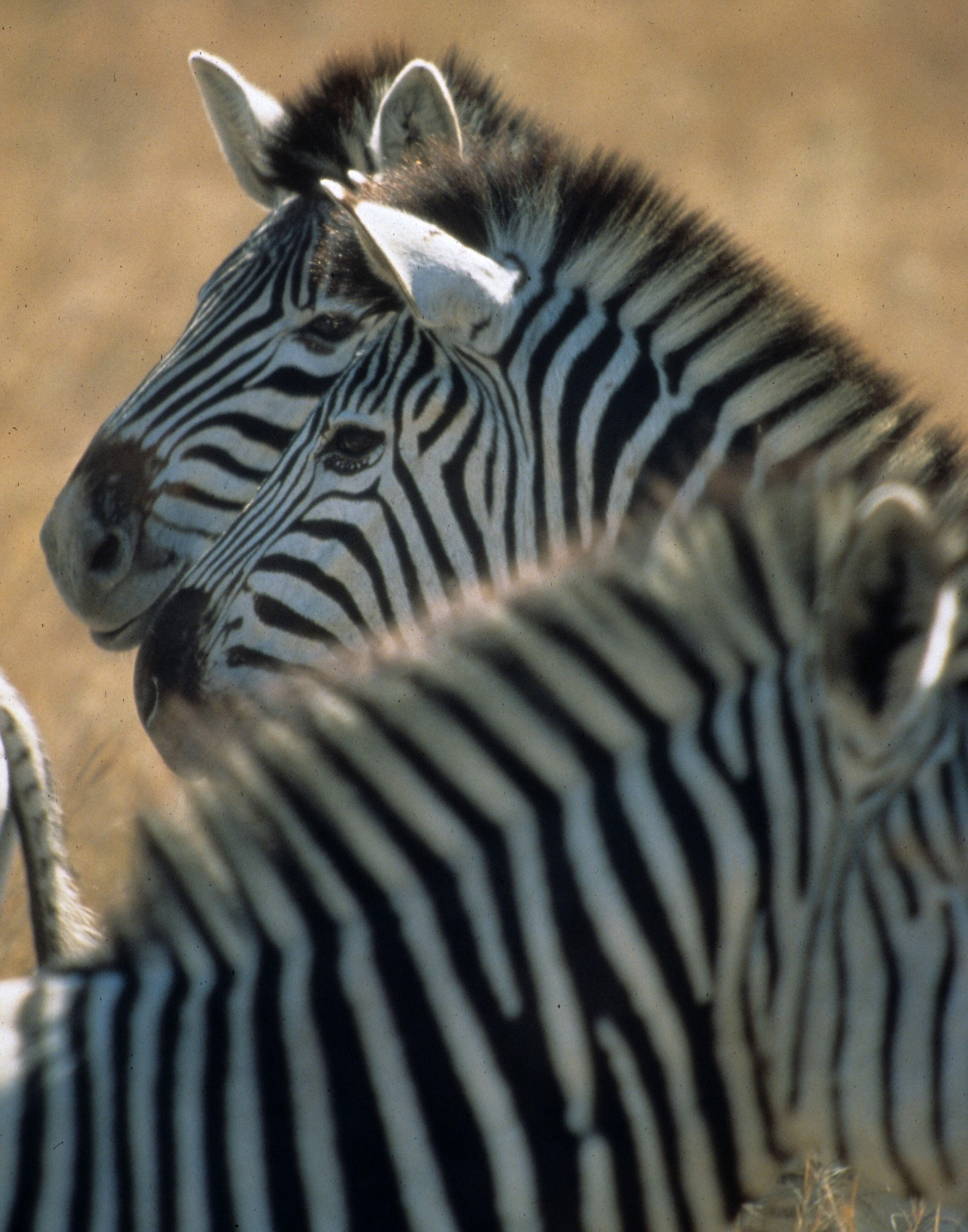 EQUIN - ZEBRA - COMMON - SERENGETI (36).jpg