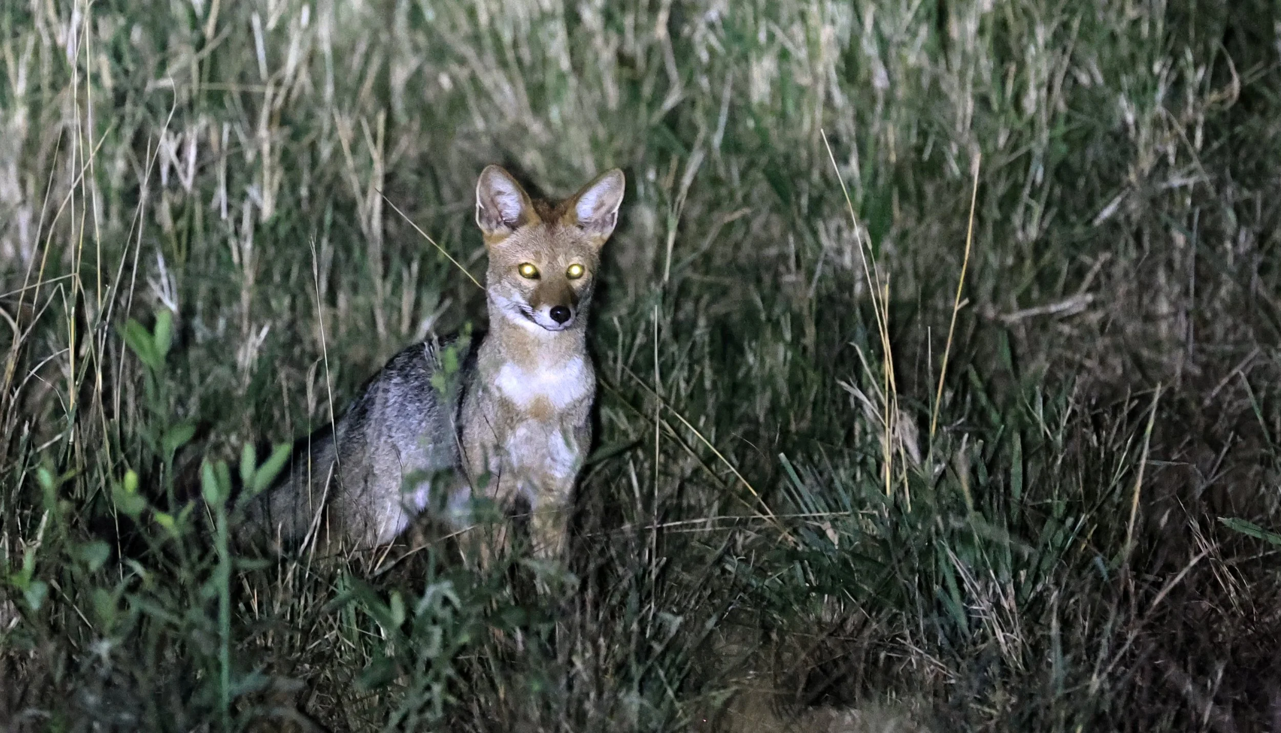 Pampas fox (Lycalopex gymnocercus) Hotel Campestre Iparoma Paraguay  (3).jpg
