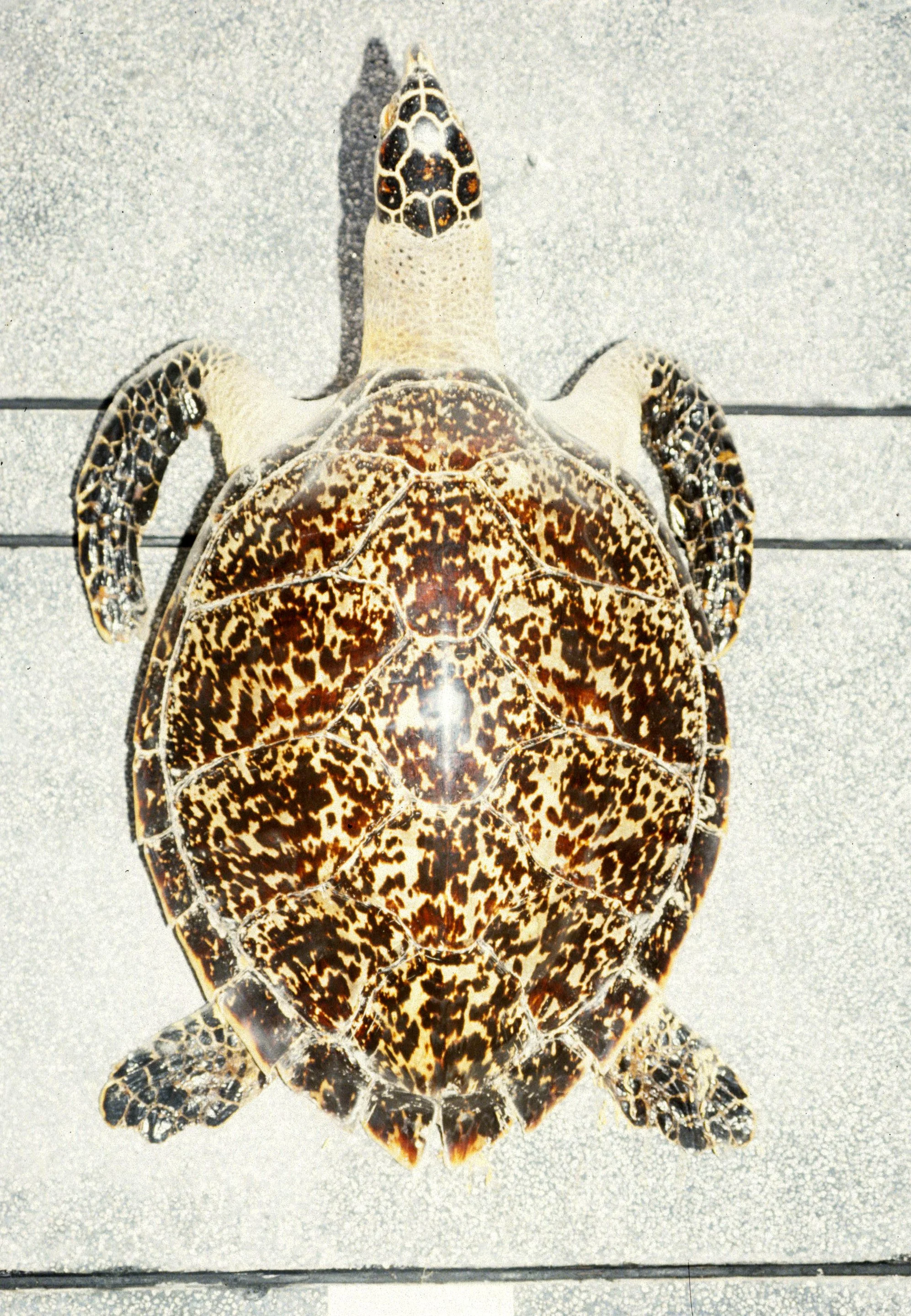VIET NAM - ANIMAL SPECIMENS (4).jpg