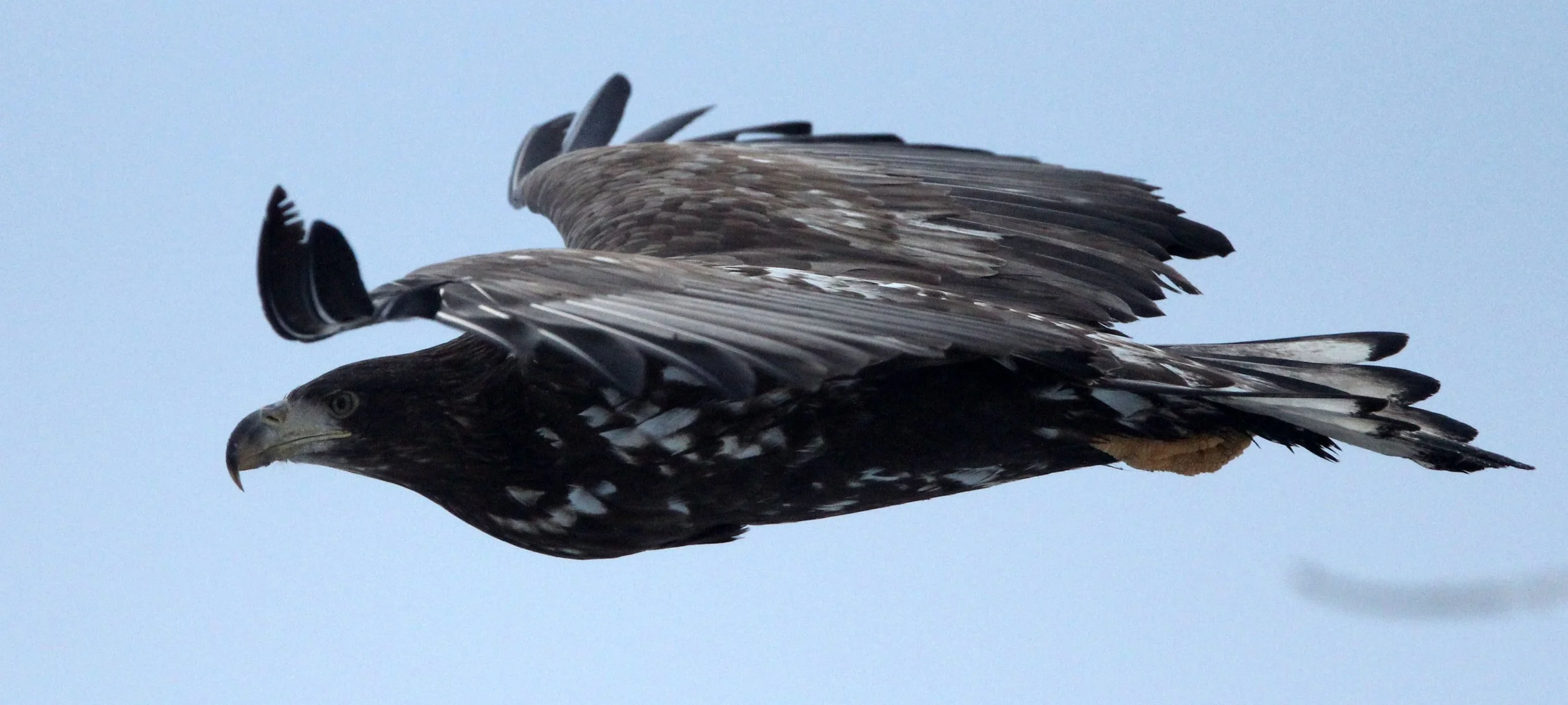 BIRD - EAGLE - WHITE-TAILED EAGLE - RAUSU, SHIRETOKO PENINSULA & NATIONAL PARK, HOKKAIDO JAPAN (18).JPG