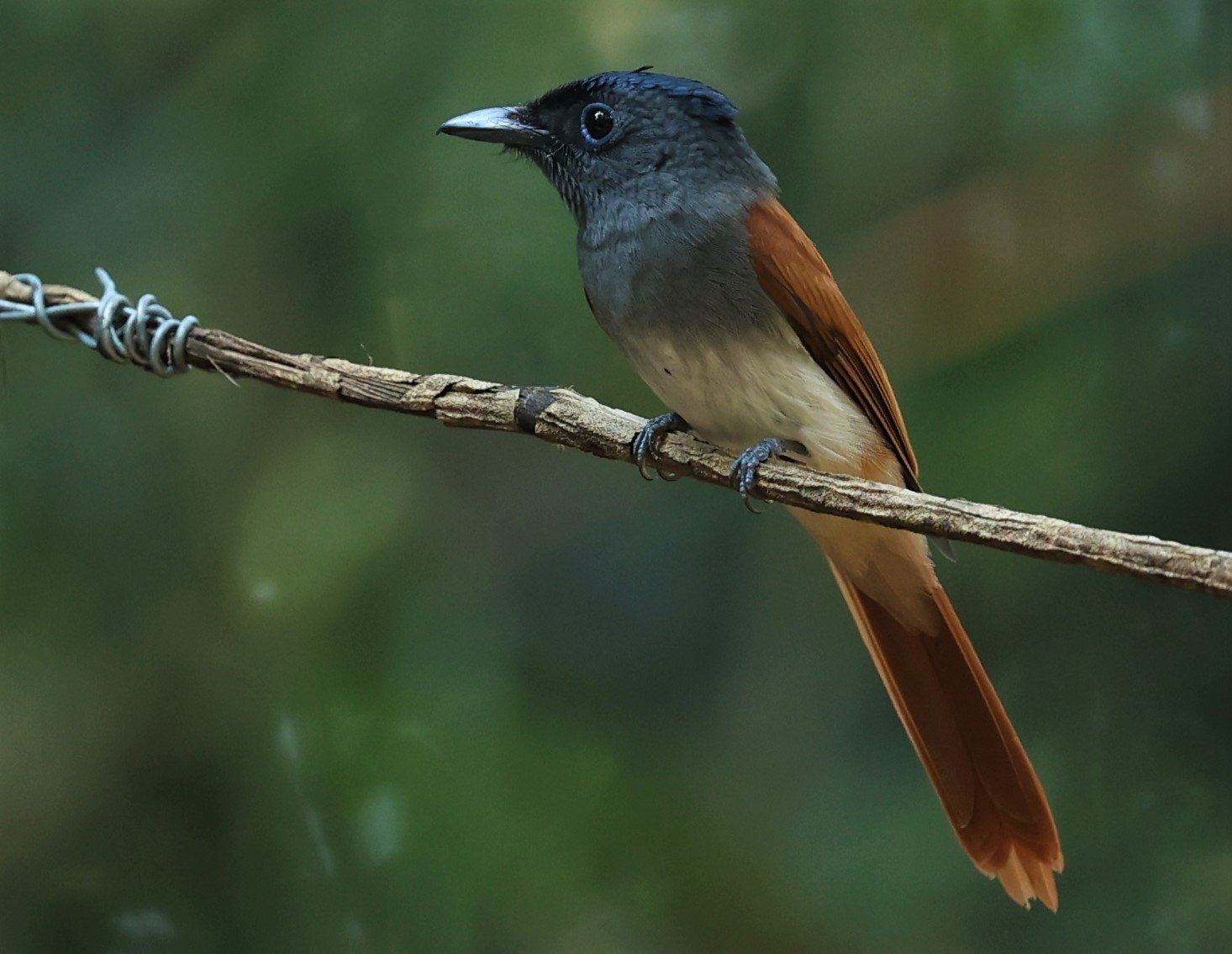 PARADISE-FLYCATCHER - BLYTH'S PARADISE-FLYCATCHER - Terpsiphone affinis - WAT THAM PRATHUM CHONBURI JAN 30 2022 (65).jpg