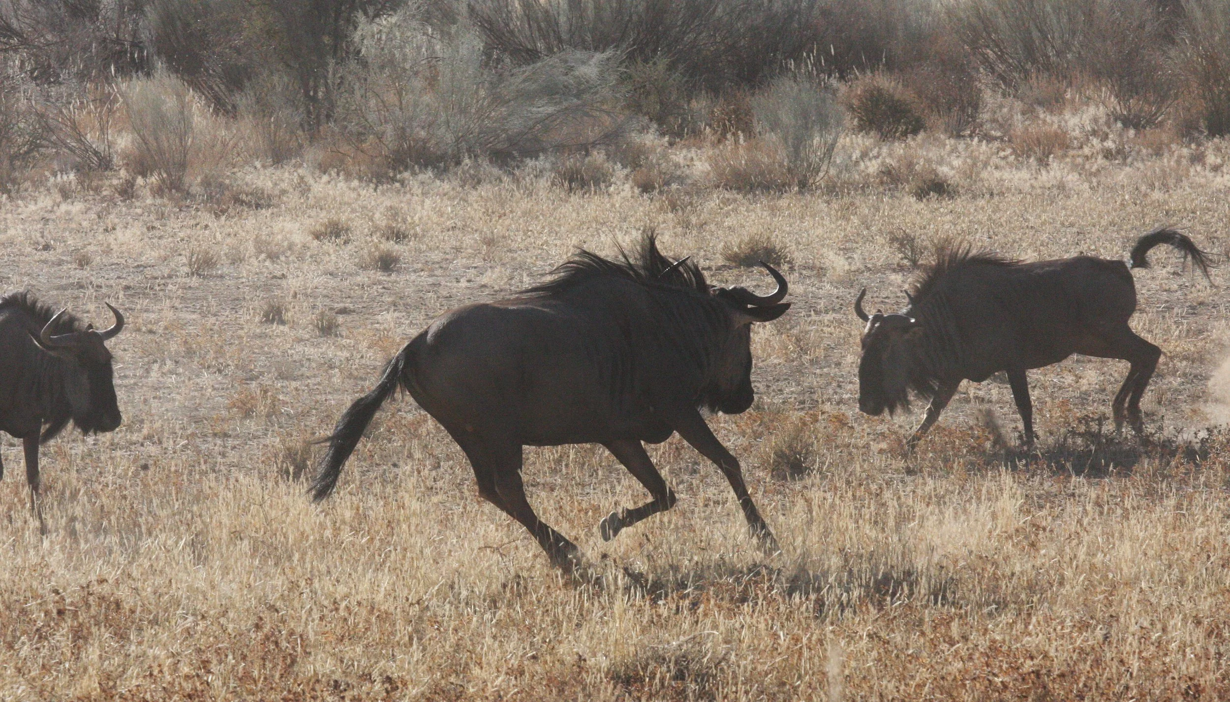 WILDEBEEST - BLUE WILDEBEEST - Connochaetes taurinus - KALAHARI GEMSBOK NP (28).JPG