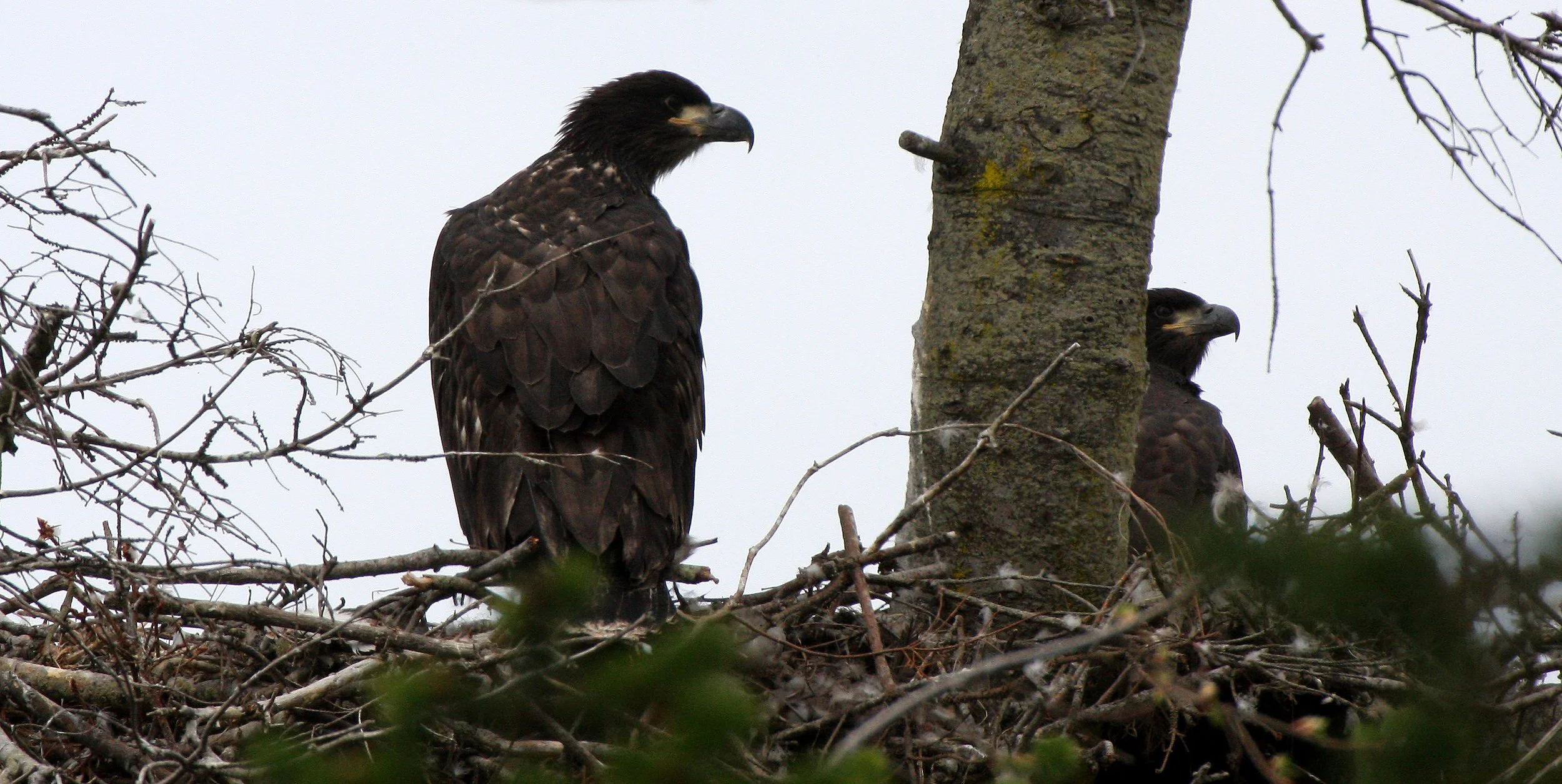 Haliaeetus leucocephalus - AMERICAN BALD EAGLE - CHICKS - CLINE SPIT OVERLOOK - SEQUIM DUNGENESS BLUFFS (60).JPG