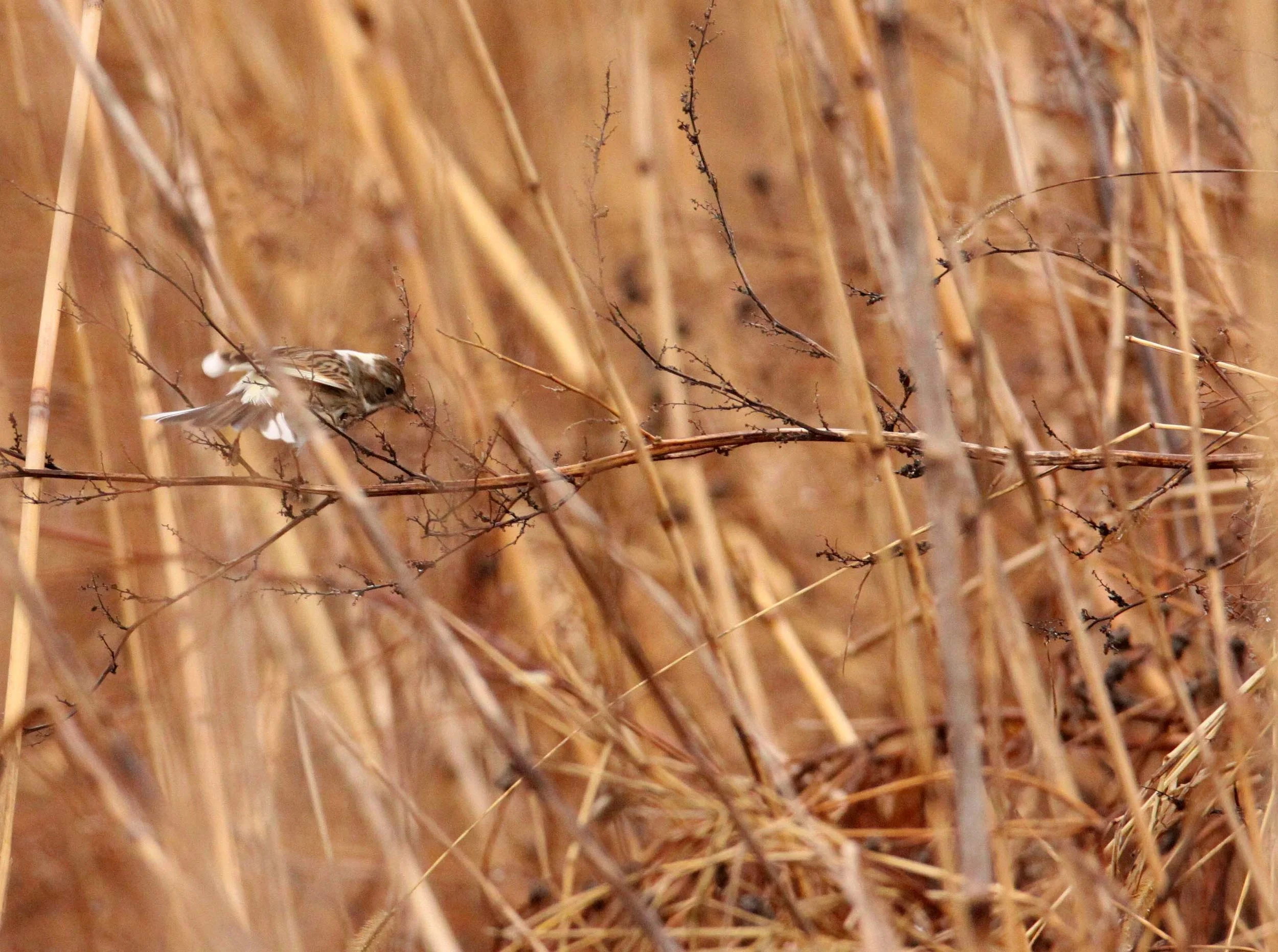 Pallas's (Reed) Bunting (Emberiza pallasi) Yancheng China (13).JPG