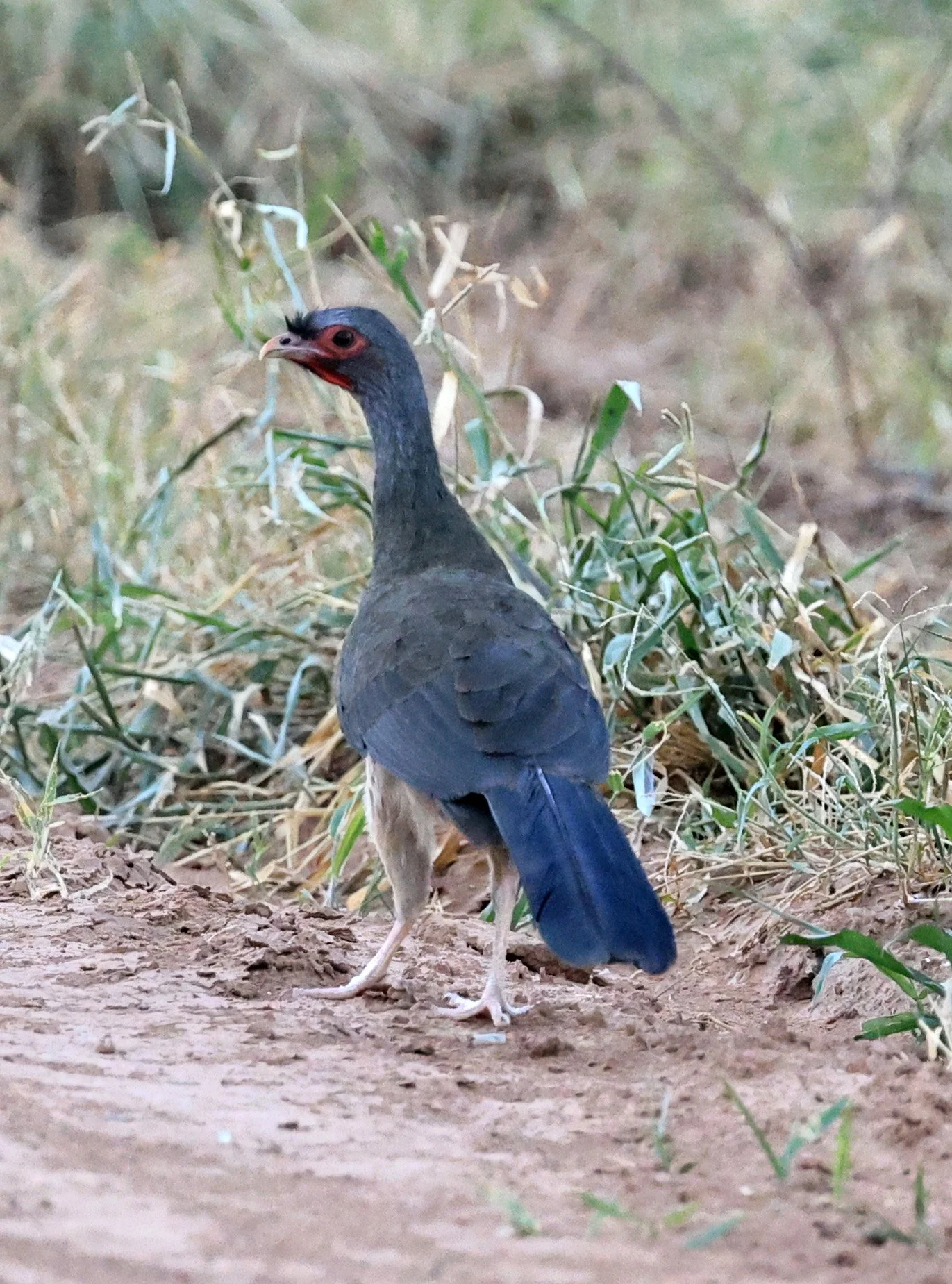 Chaco chachalaca (Ortalis canicollis) Agua Dulce Paraguay (2).jpg