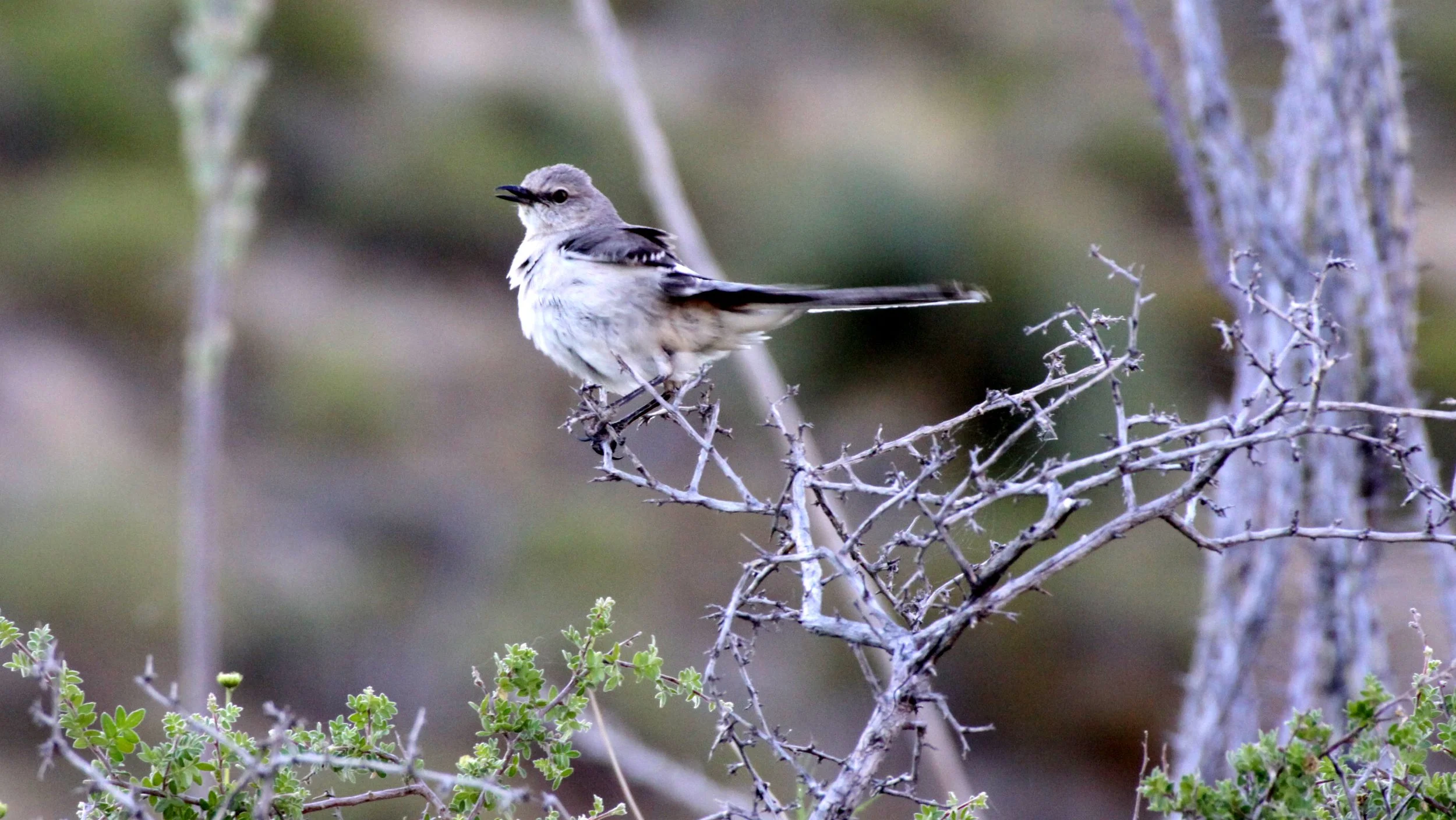 BIRD - NORTHERN MOCKING BIRD - FRANKLIN MOUNTAIN STATE PARK TEXAS - TOM MAYS UNIT.JPG