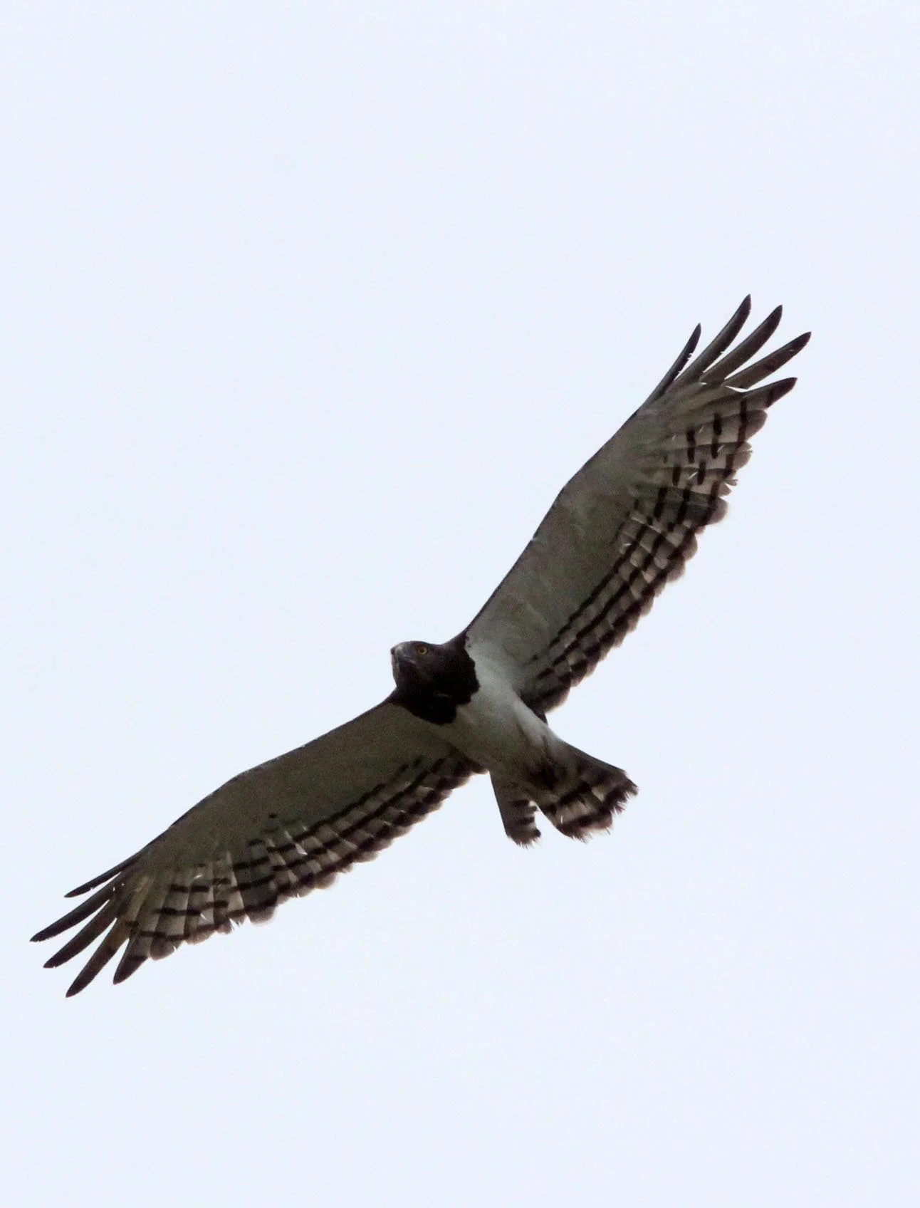 Circaetus pectoralis - BLACK-CHESTED SNAKE-EAGLE - AWASH NATIONAL PARK ETHIOPIA (9).JPG
