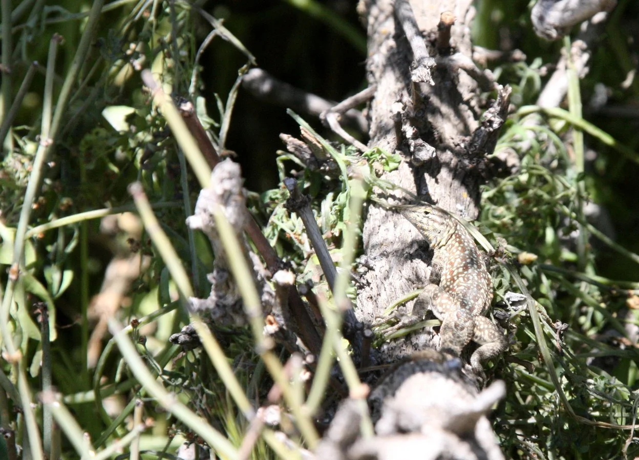 Uta stansburiana - COMMON SIDE-BLOTCHED LIZARD - CARRIZO PLAIN NATIONAL MONUMENT CALIFORNIA (14).JPG