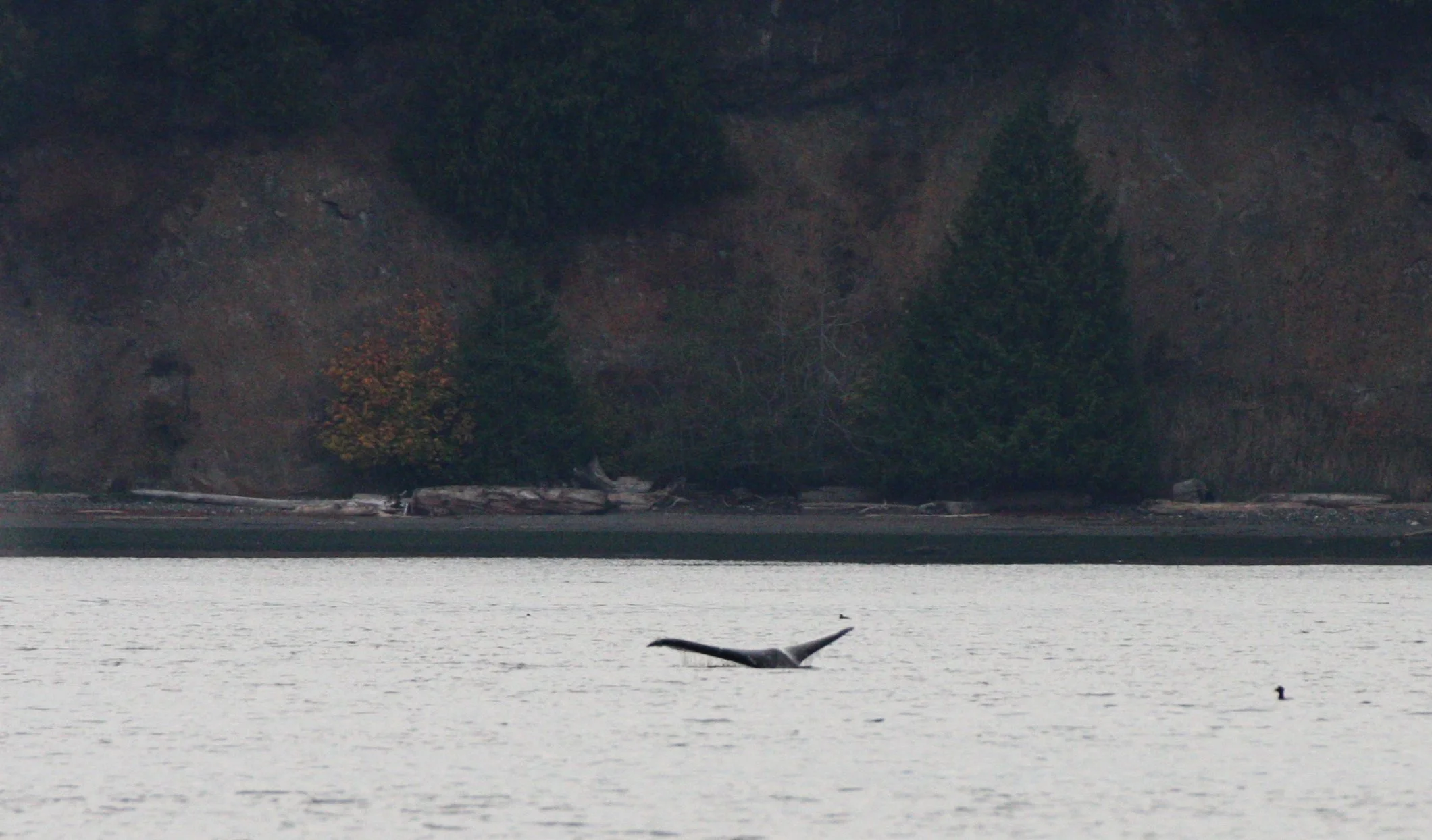 CETACEAN - GRAY WHALE - SALT CREEK WA (11).JPG