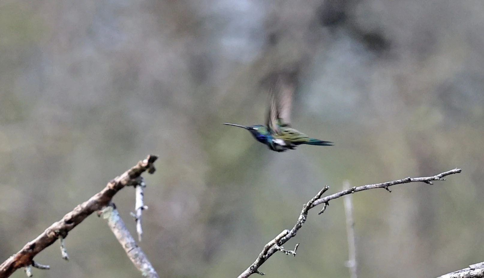 Blue-tufted Starthroat (Heliomaster furcifer) Selva Serena Natural Reserve Paraguay