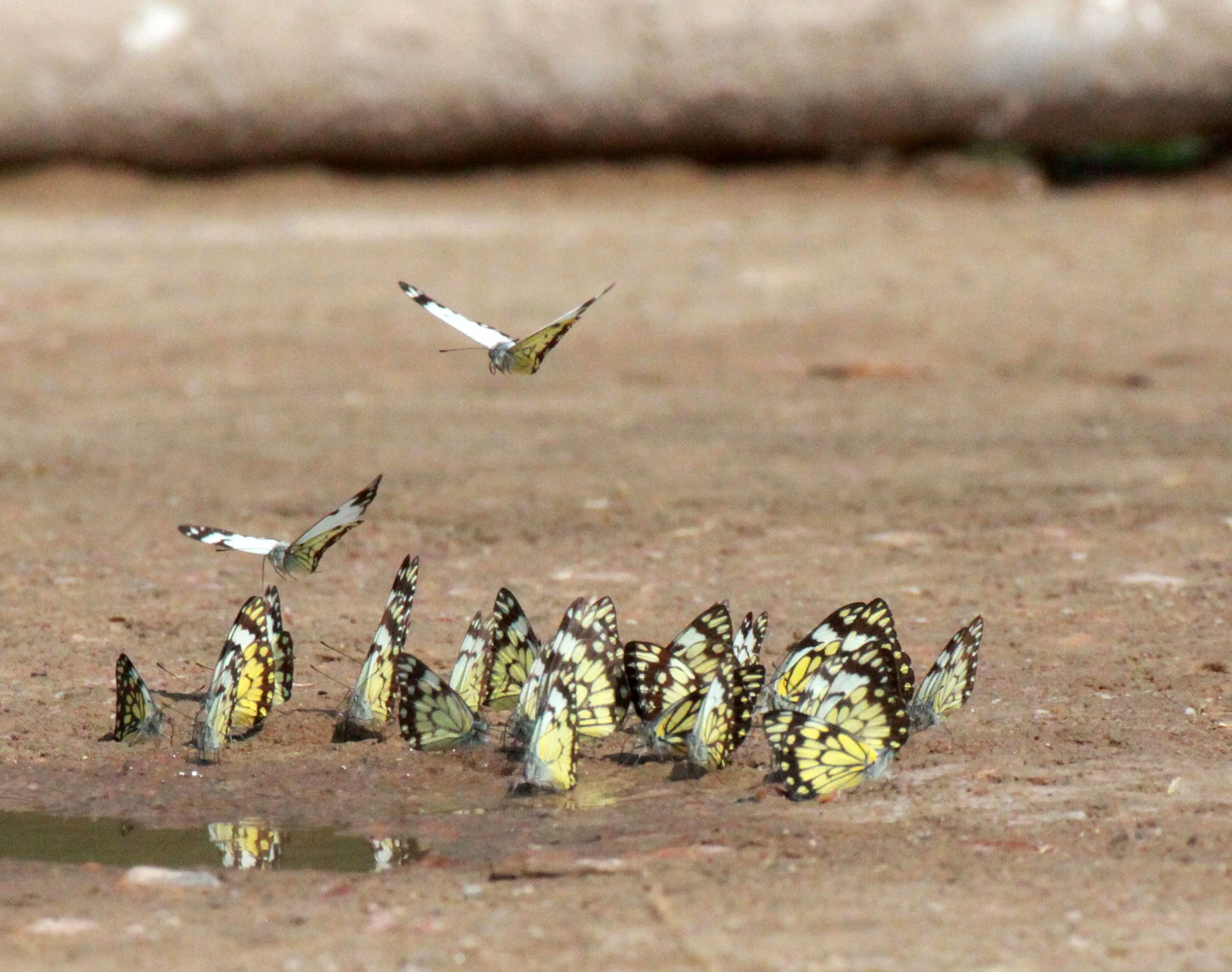 Pieridae - Delias species - Queen Elisabeth NP, Uganda