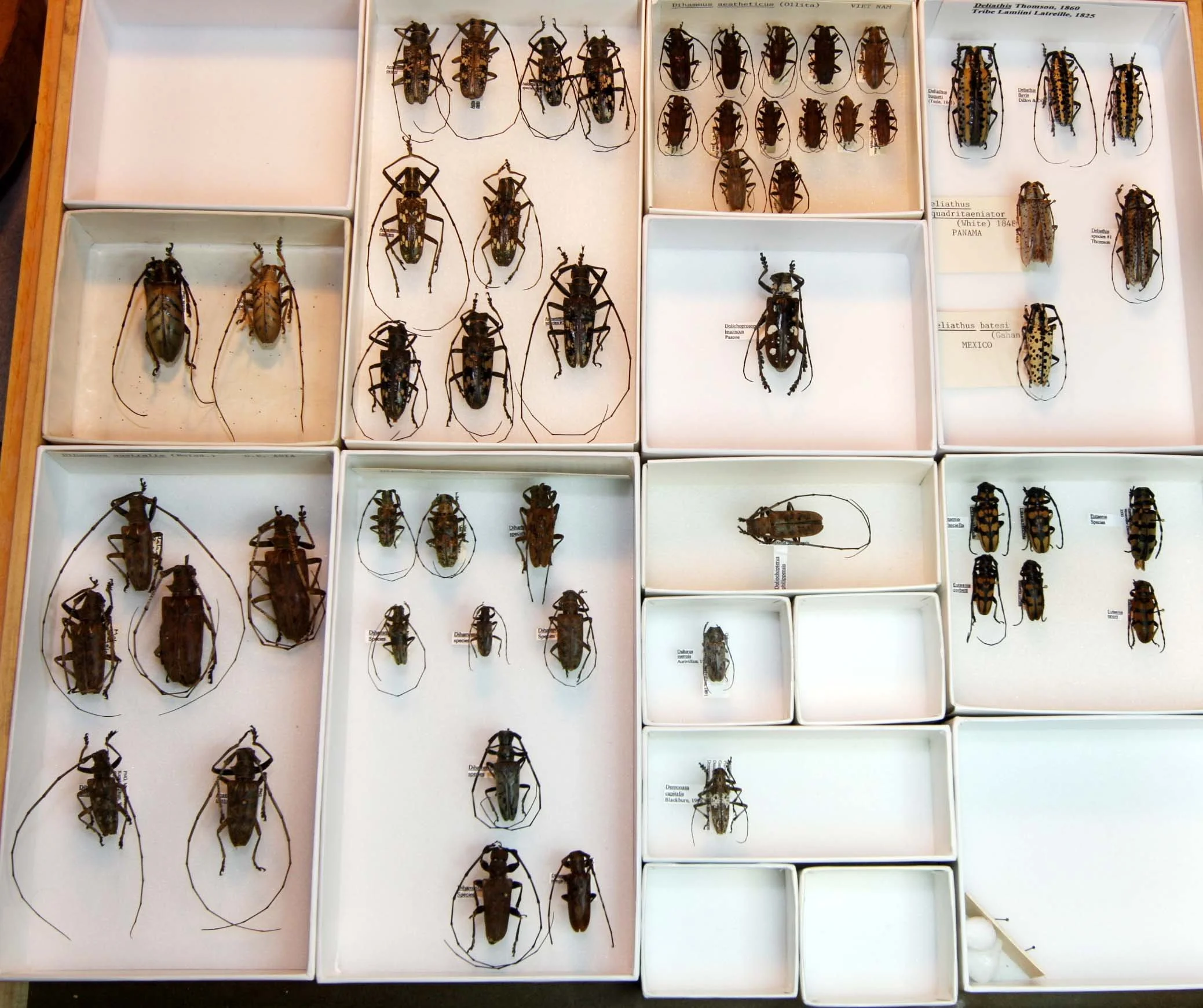 19 Lamiinae - Lamiini.JPG