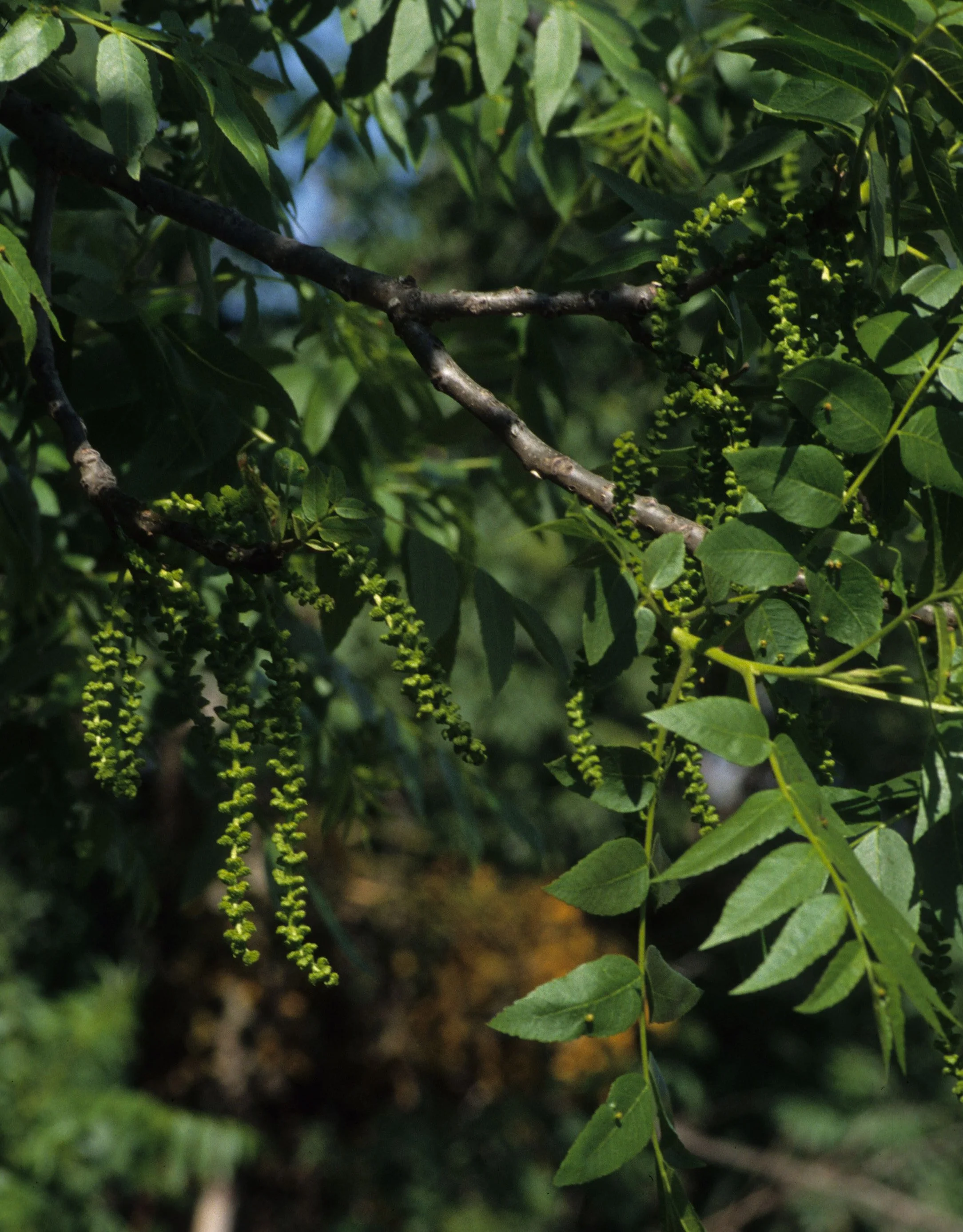 AMERICAN RIVER - FRAXINUS LATIFOLIA - OREGON ASH.jpg