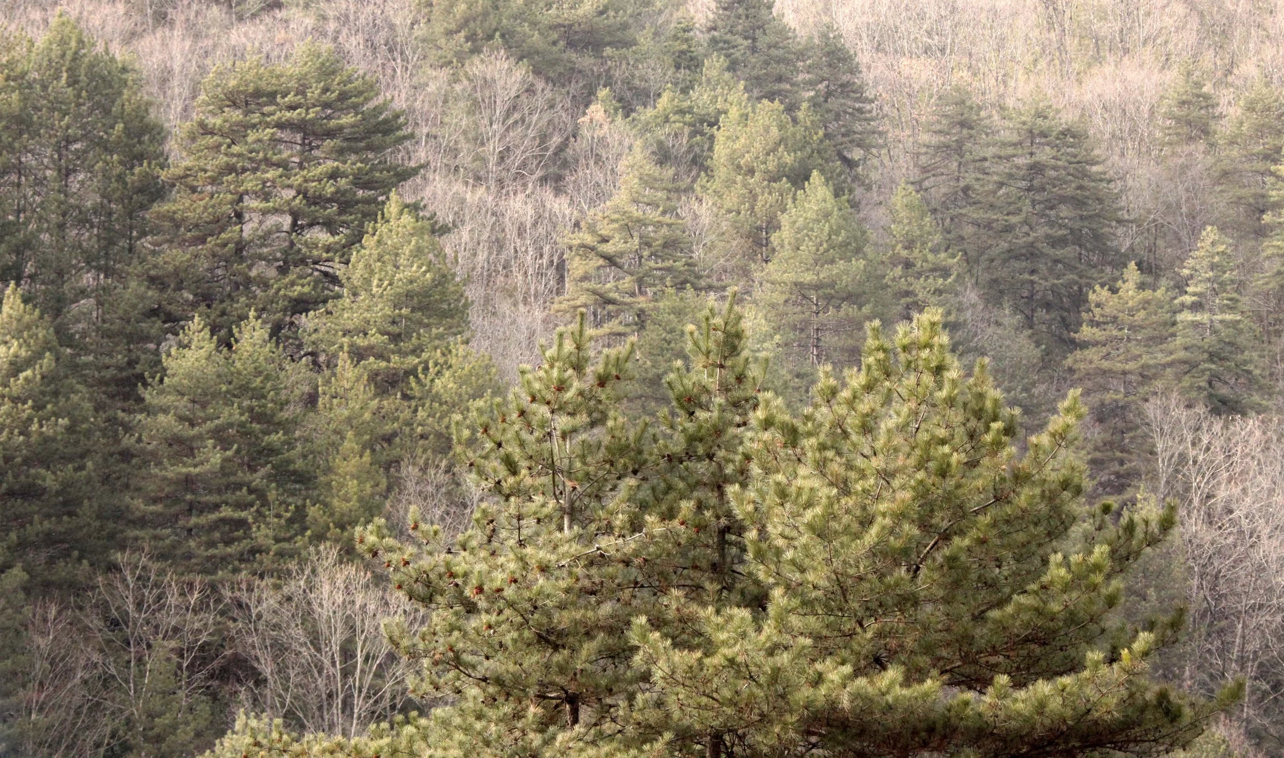 FOPING NATURE RESERVE - SHAANXI PROVINCE CHINA (169).JPG