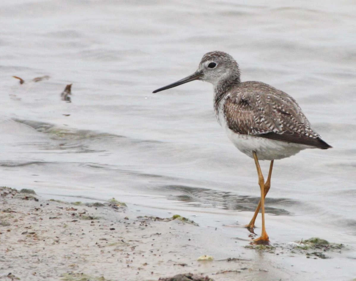BIRD - YELLOWLEGS - GREATER YELLOWLEGS - TRINGA MELANOLEUCA - OJO DE LIEBRE LAGOONS BAJA MEXICO (3).JPG