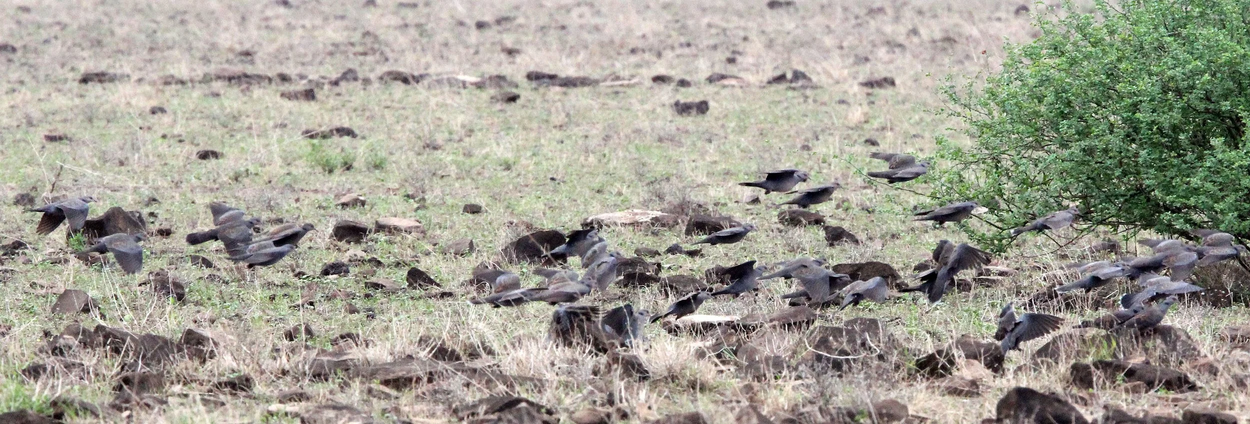 Dusky Turtle-Dove (Streptopelia lugens) Ali Dege Plains Ethiopia.JPG