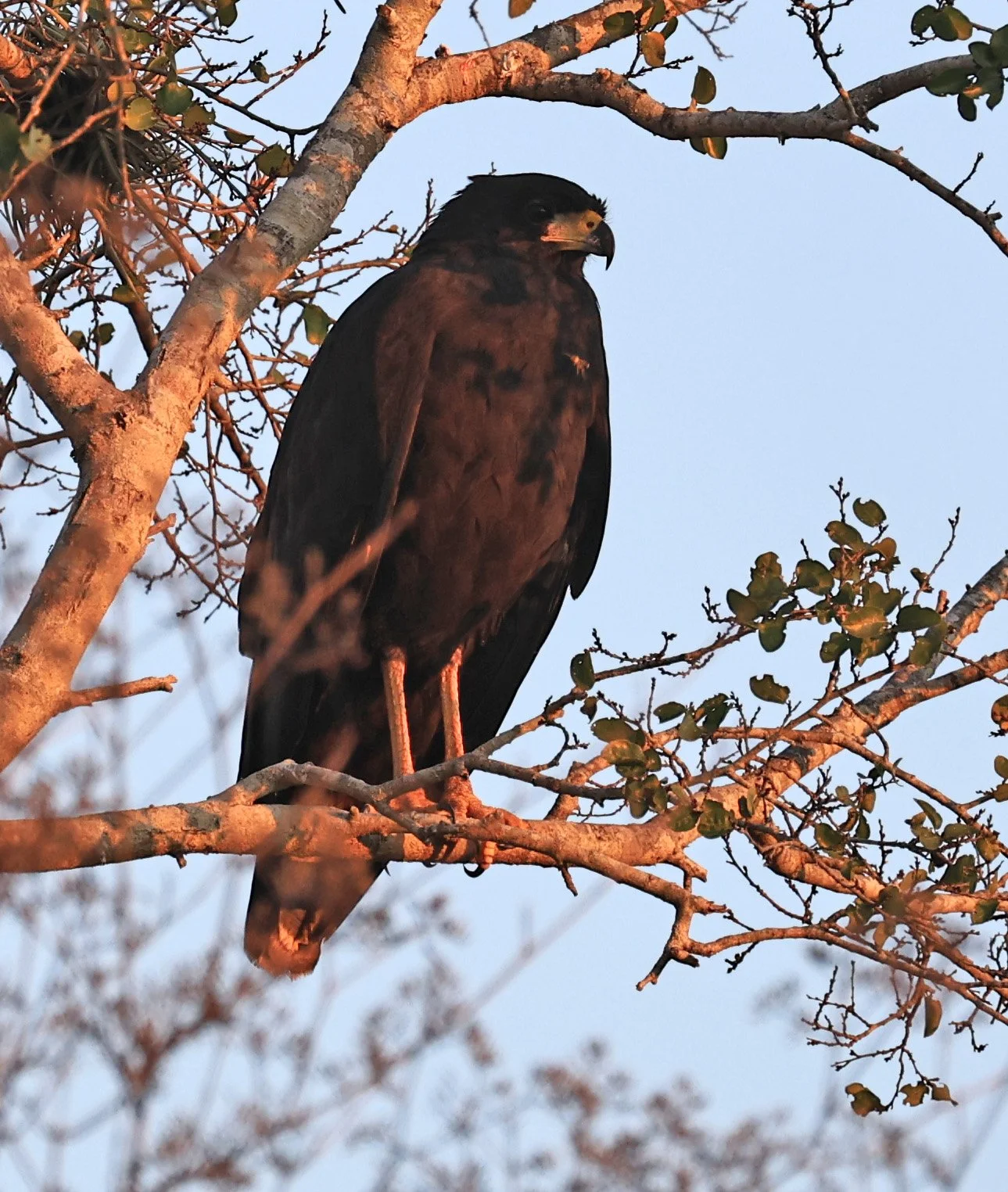 Zone-tailed Hawk (Buteo albonotatus) Agua Dulce Paraguay (3).jpg
