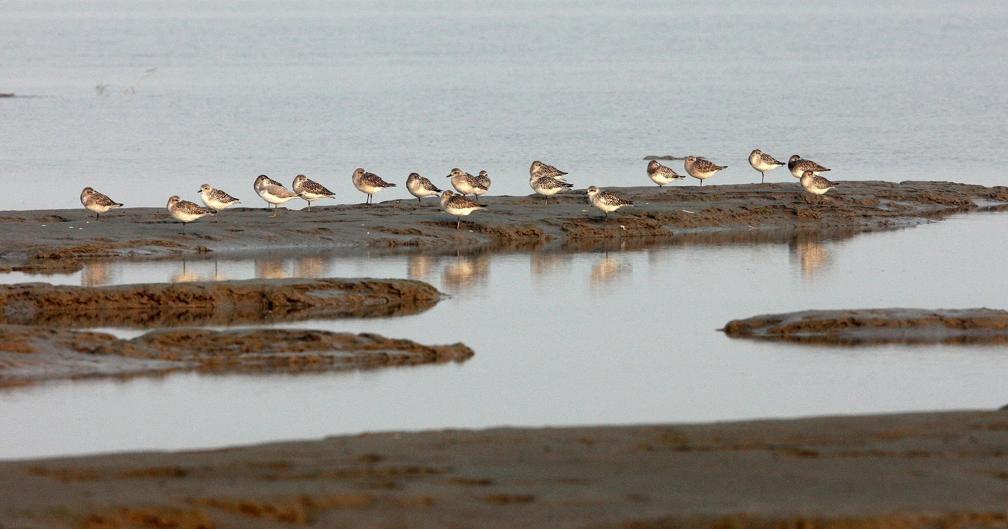 BIRD - PLOVER - GREY PLOVER -  NANKOU, RUDONG, CHINA (11).JPG