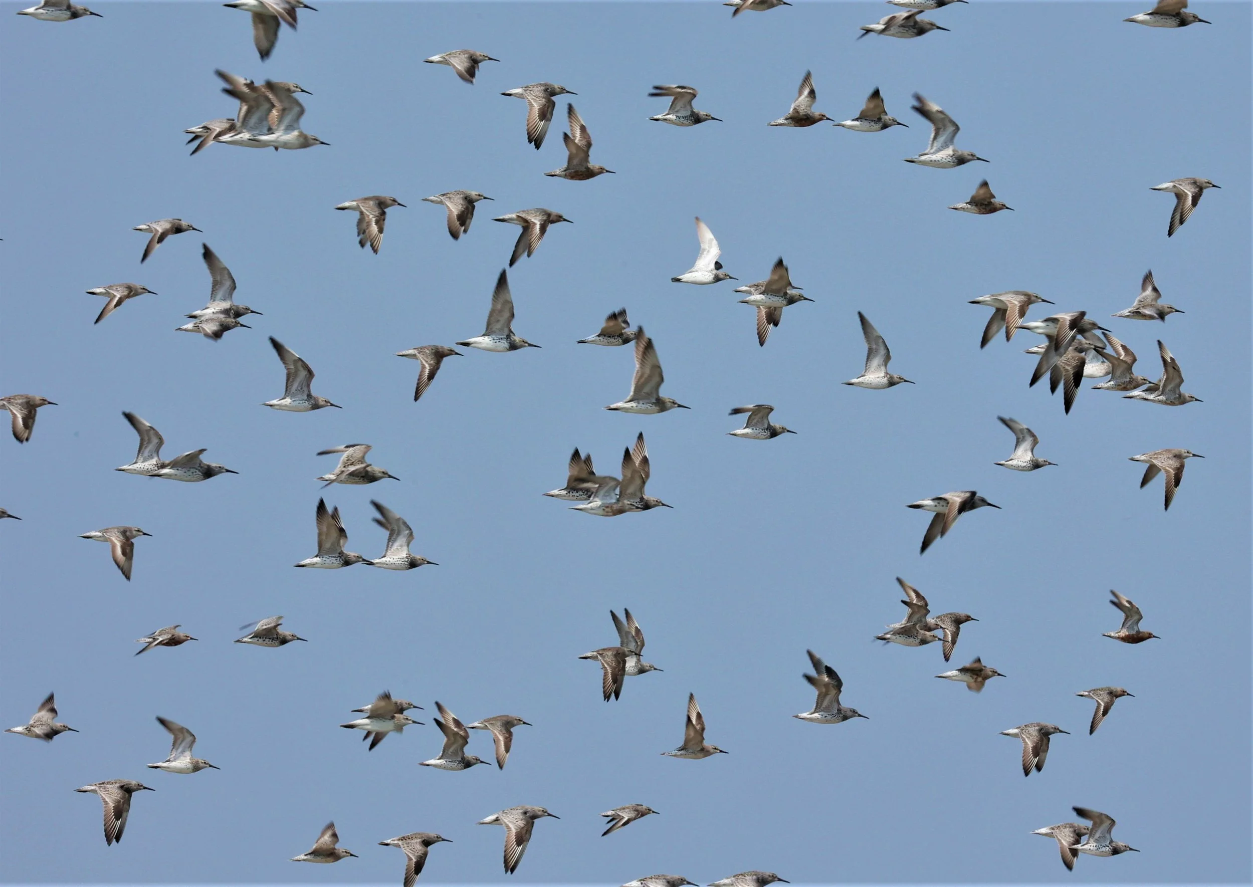 KNOT - GREAT KNOTS - Calidris tenuirostris -WITH RED KNOTS - PAK THALE SALT PONDS MARCH 2022 (17).jpg