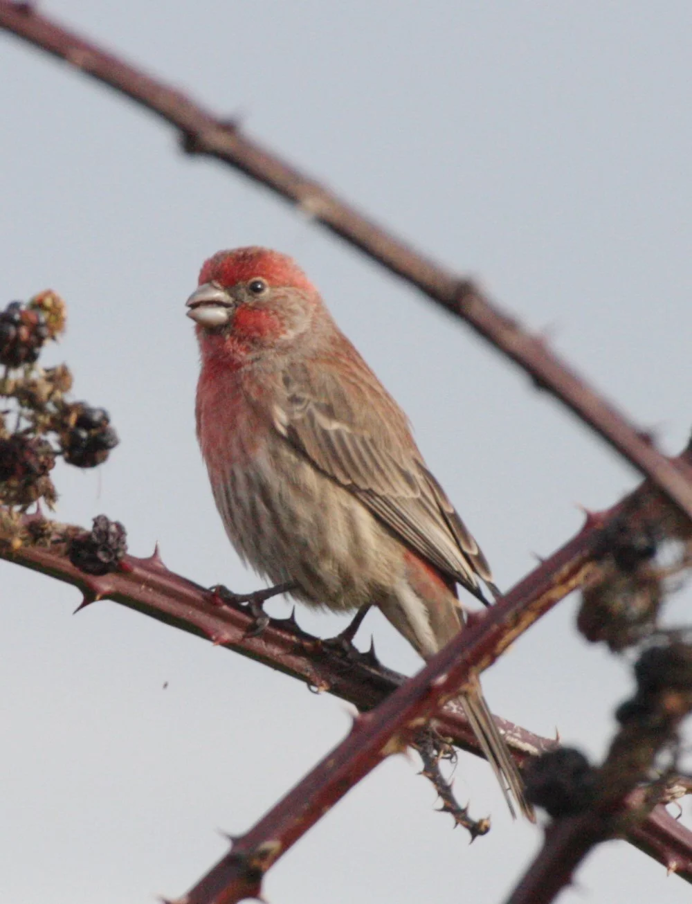 House Finch (Haemorhous mexicanus) Jamestown Washington (15).JPG