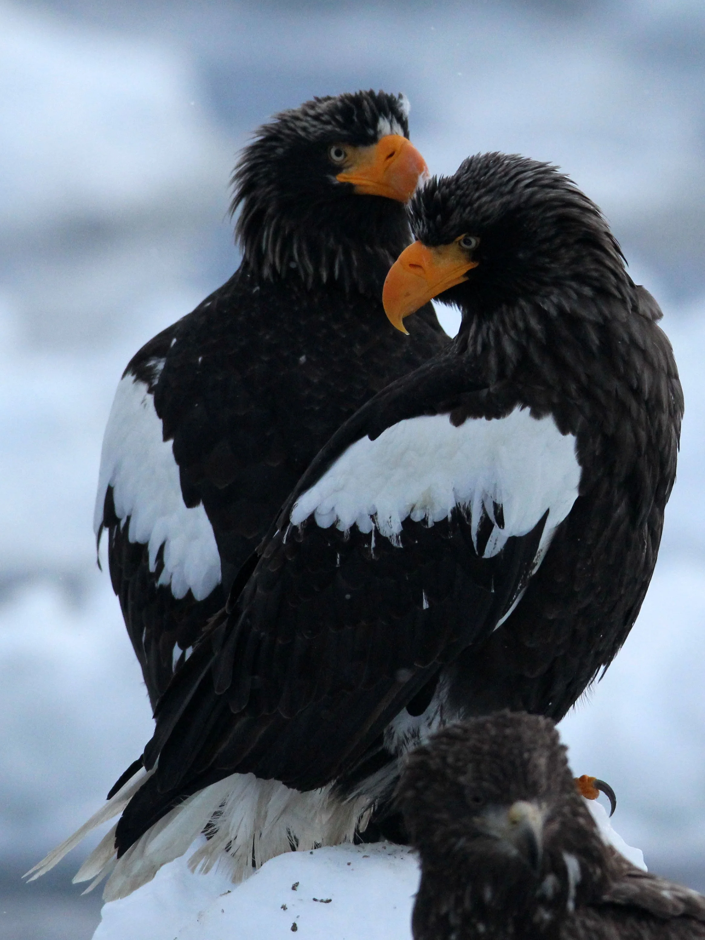 BIRD - EAGLE - STELLER'S SEA EAGLE - RAUSU, SHIRETOKO PENINSULA, HOKKAIDO JAPAN (124).JPG