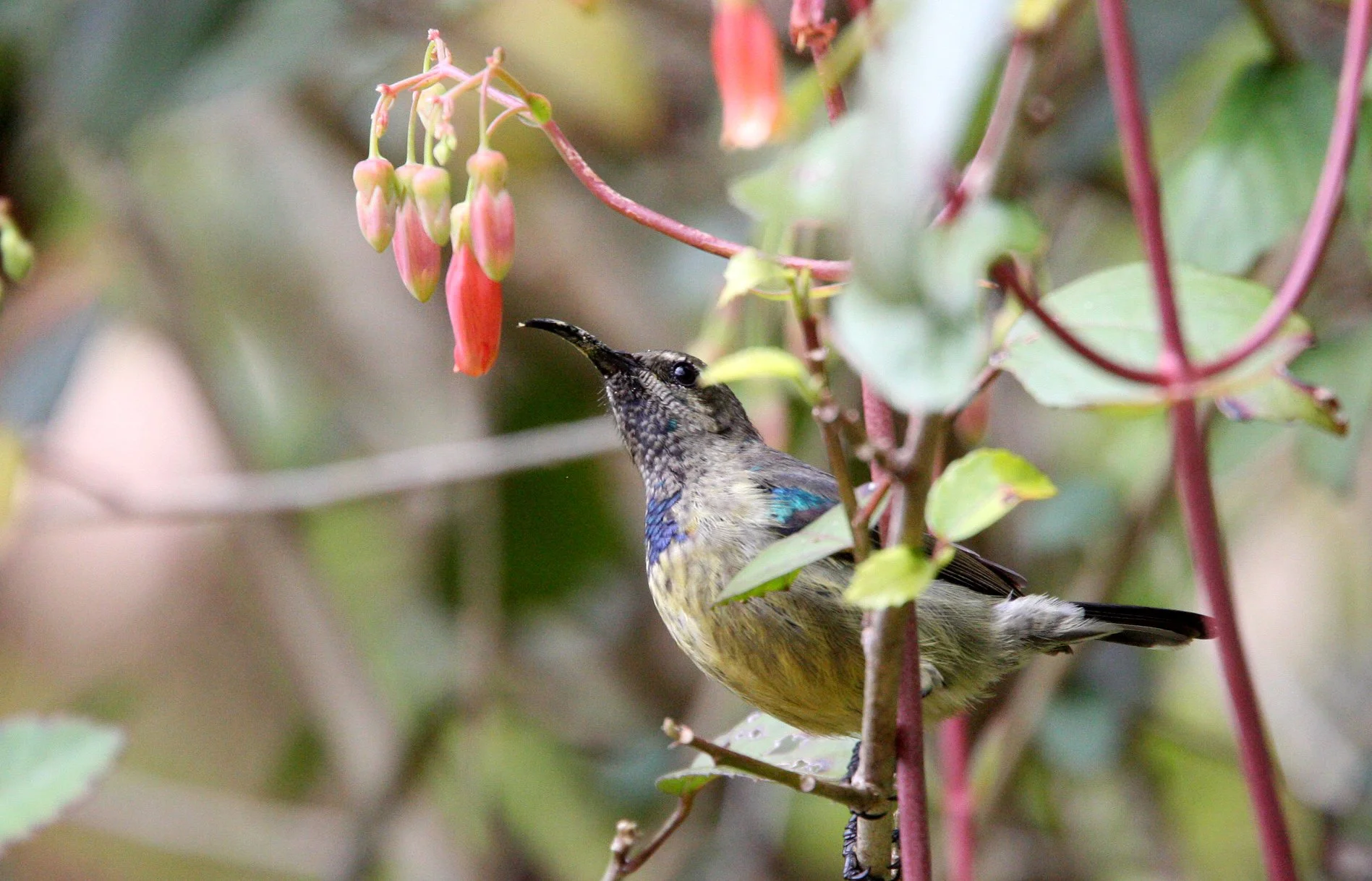 BIRD - SUNBIRD - SOUIMANGA SUNBIRD - MANTADIA NATIONAL PARK MADAGASCAR (5).JPG