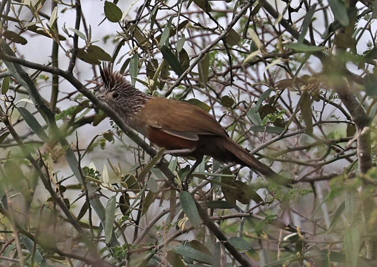 Crested Gallito (Rhinocrypta lanceolata) La Patria Sideroads Paraguay (53).jpg