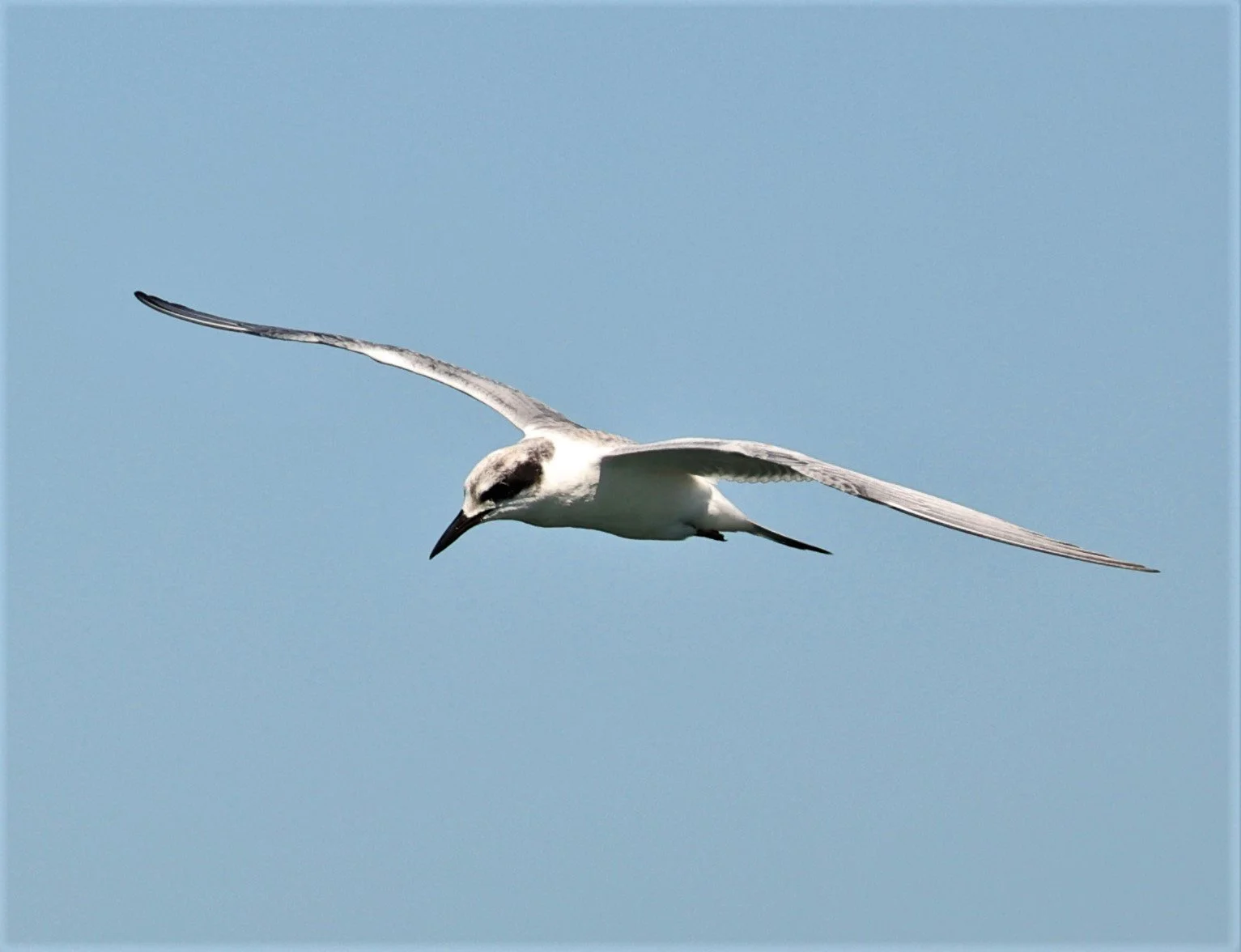 Sterna forsteri - FORSTER'S TERN - ELKHORN SLOUGH MOSS LANDING CALIFORNIA AUGUST 2022 (9).jpg