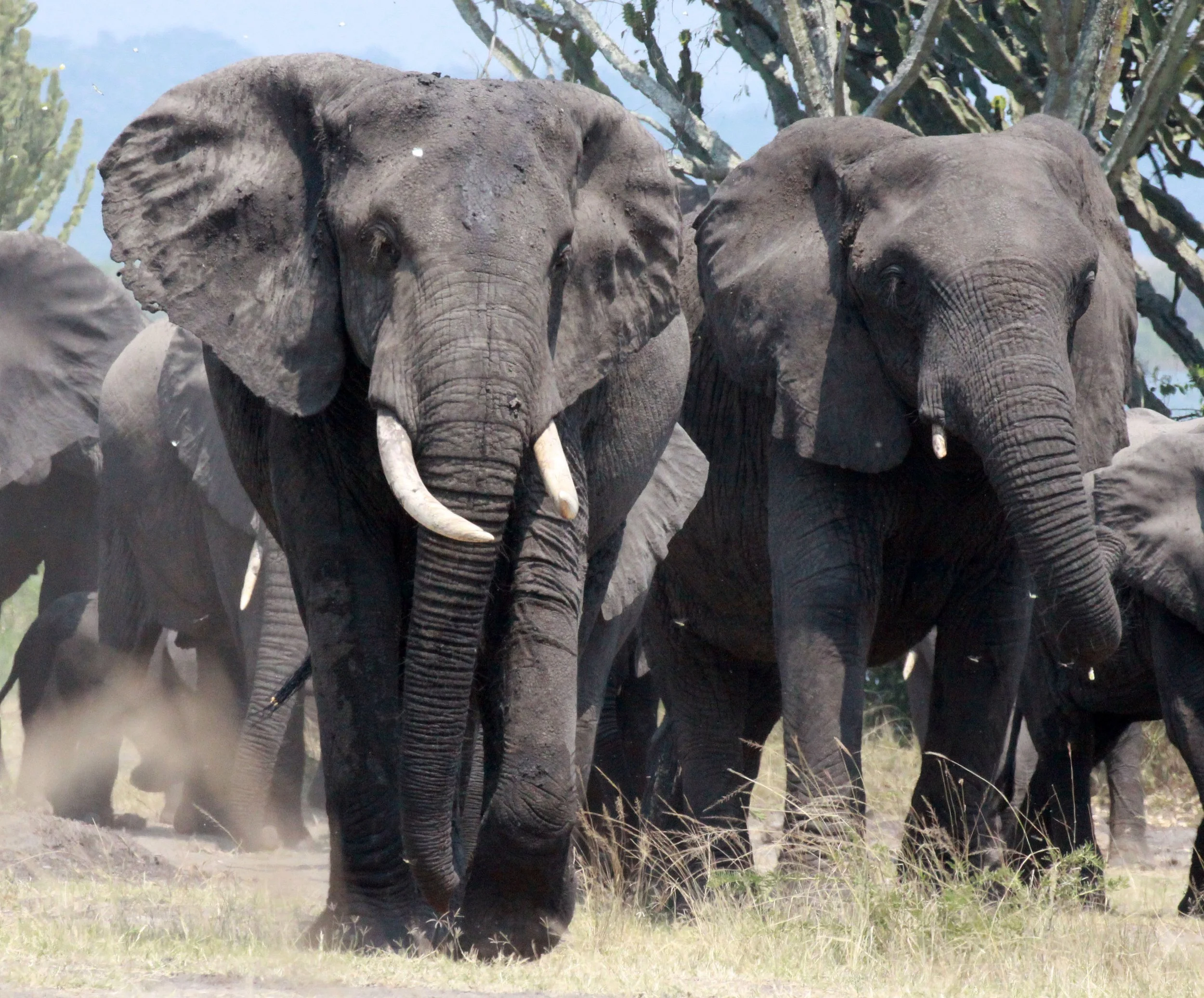 ELEPHANT - QUEEN ELIZABETH NATIONAL PARK UGANDA (19).JPG