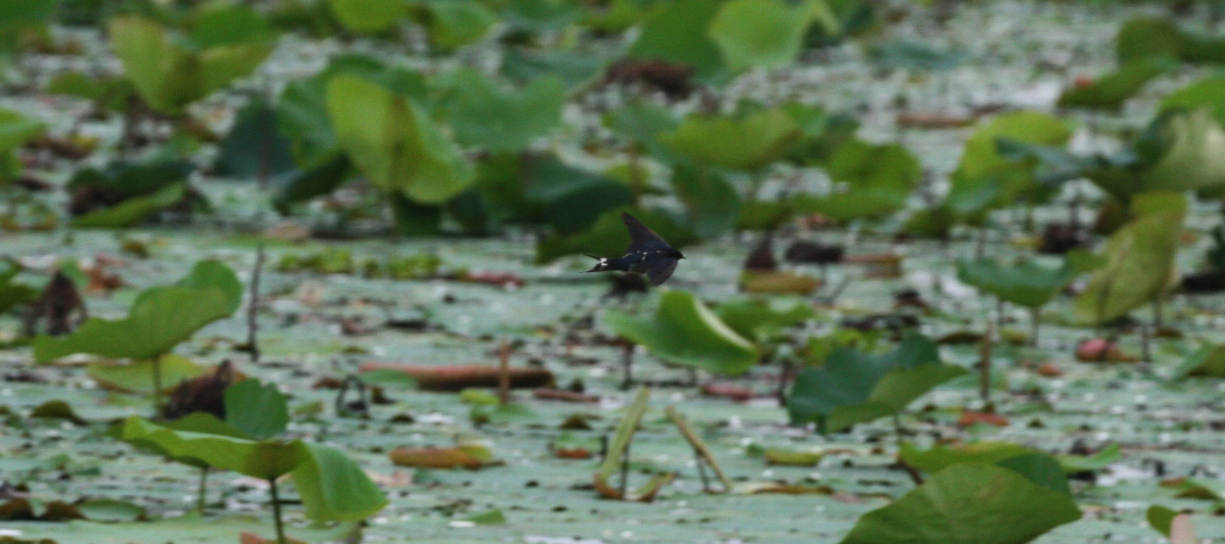 Barn Swallow (Hirundo rustica) Bueng Boraphet Wetlands Nakhon Sawan Thailand (35).JPG