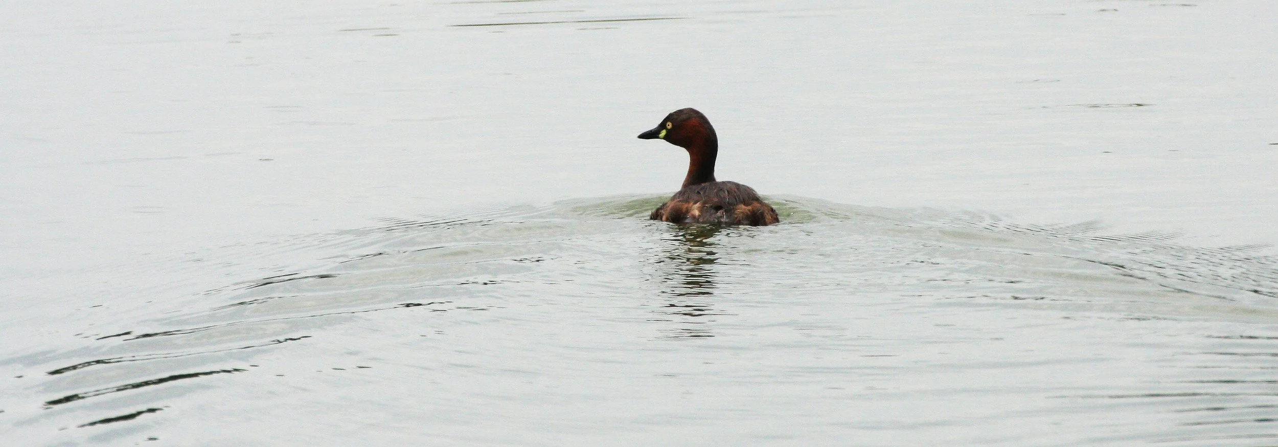 Little Grebe (Tachybaptus ruficollis) Nakhon Si Thammarat Wetlands (1).JPG