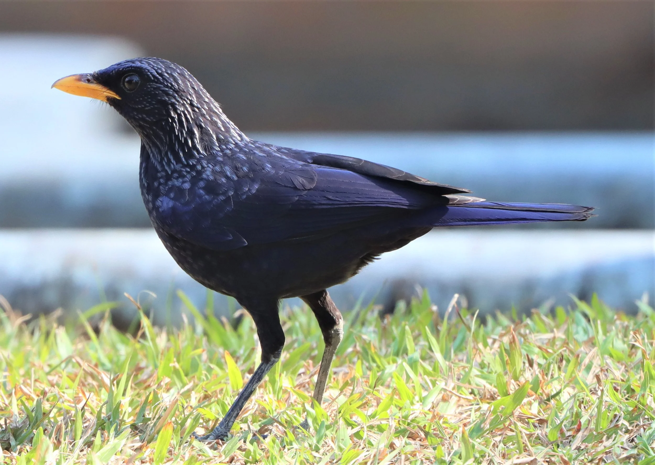 WHISTLING THRUSH - BLUE WHISTLING THRUSH - Myophonus caeruleus - PHA DIEW DAI KY (4).JPG