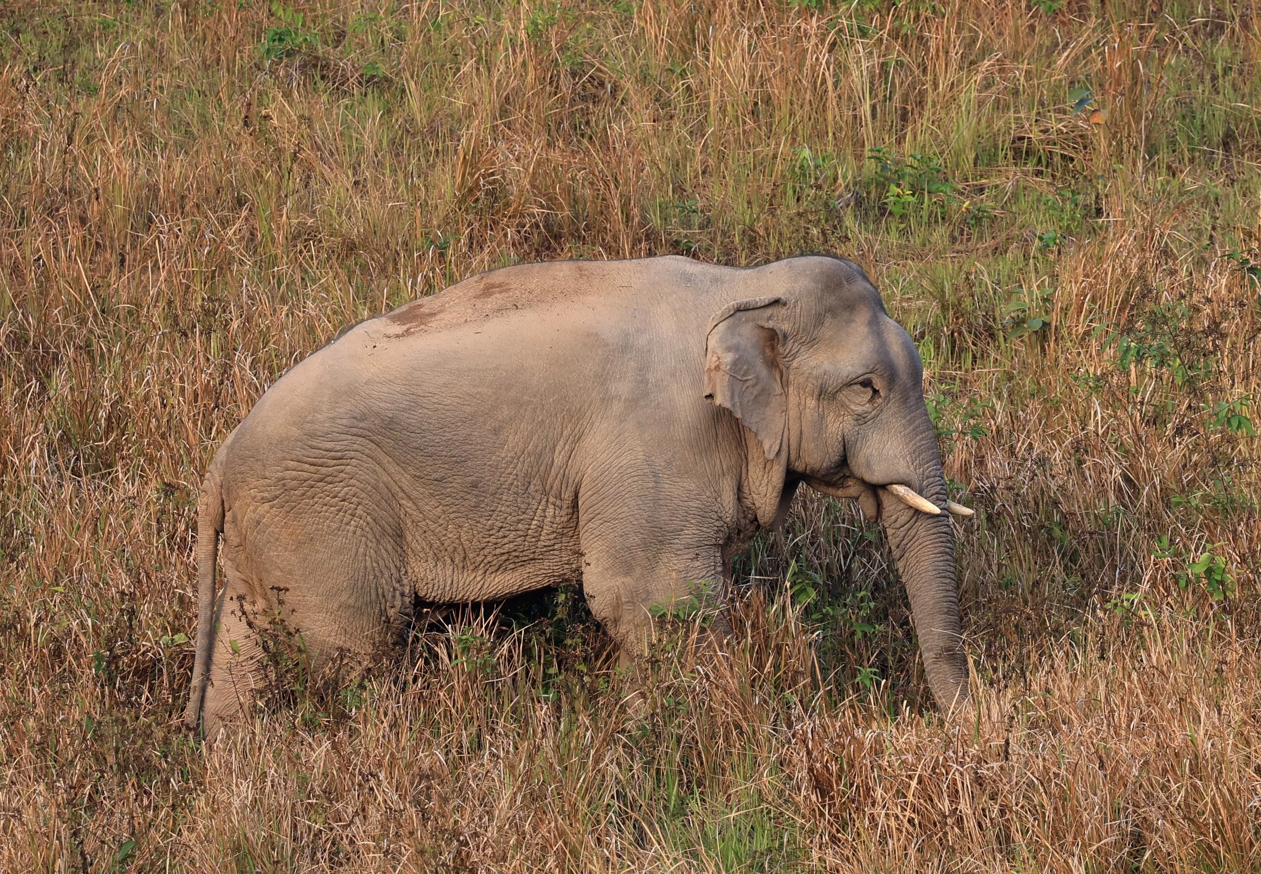 Asian Elephant (Elephas maximus) Khao Yai National Park, Thailand (118).jpg