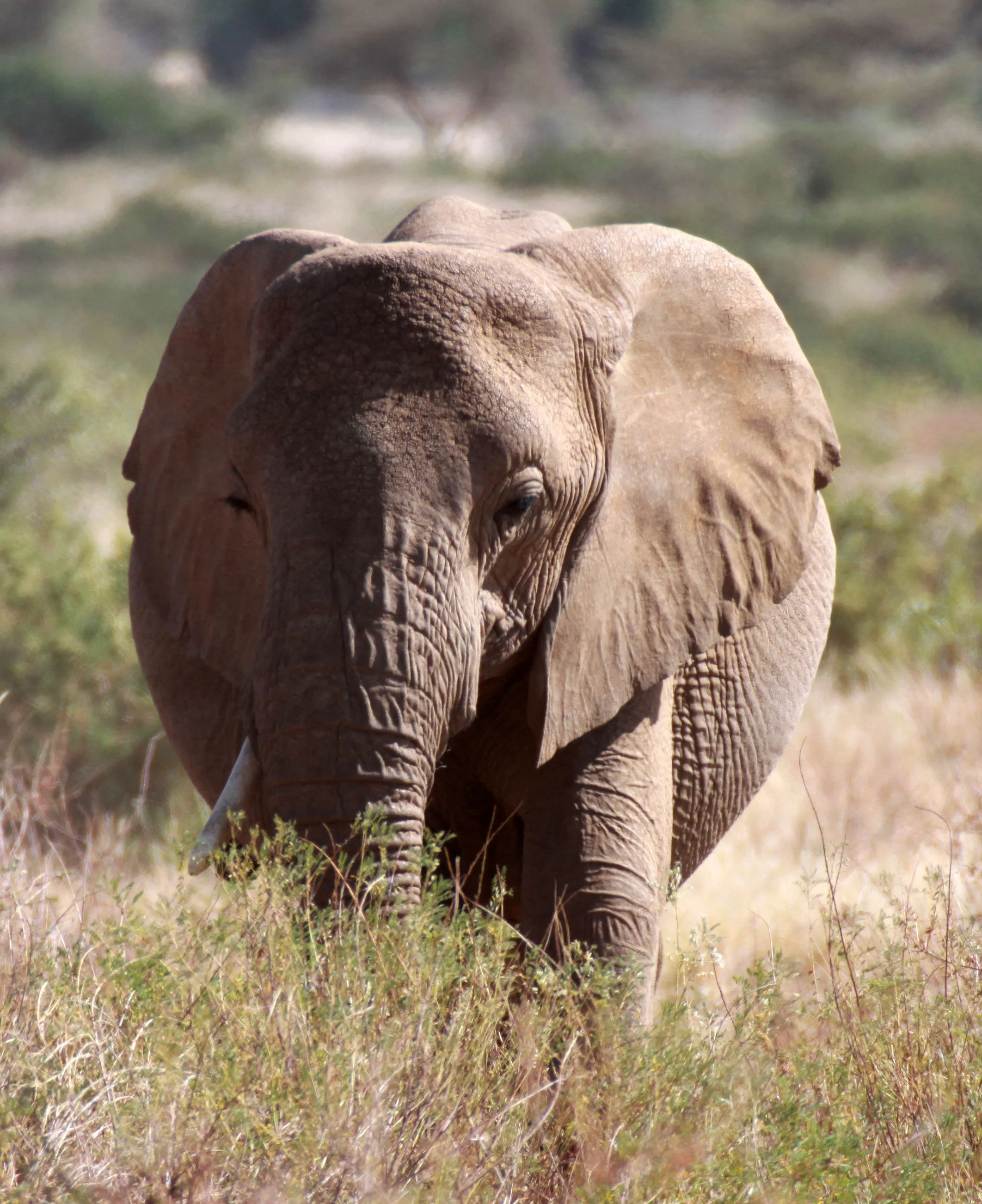 ELEPHANT - SAMBURU NATIONAL RESERVE KENYA.JPG