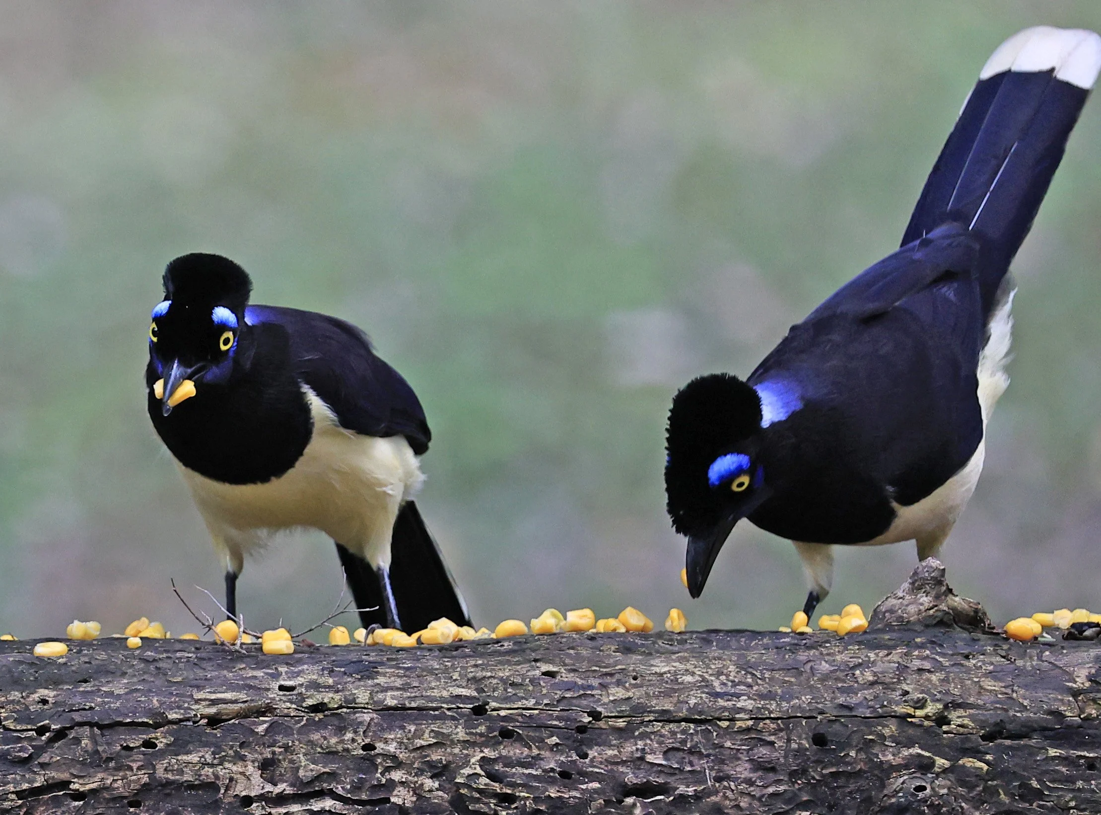 Plush-crested Jay (Cyanocorax chrysops) El Palmar National Park, Entre Rios, Argentina (50).jpg