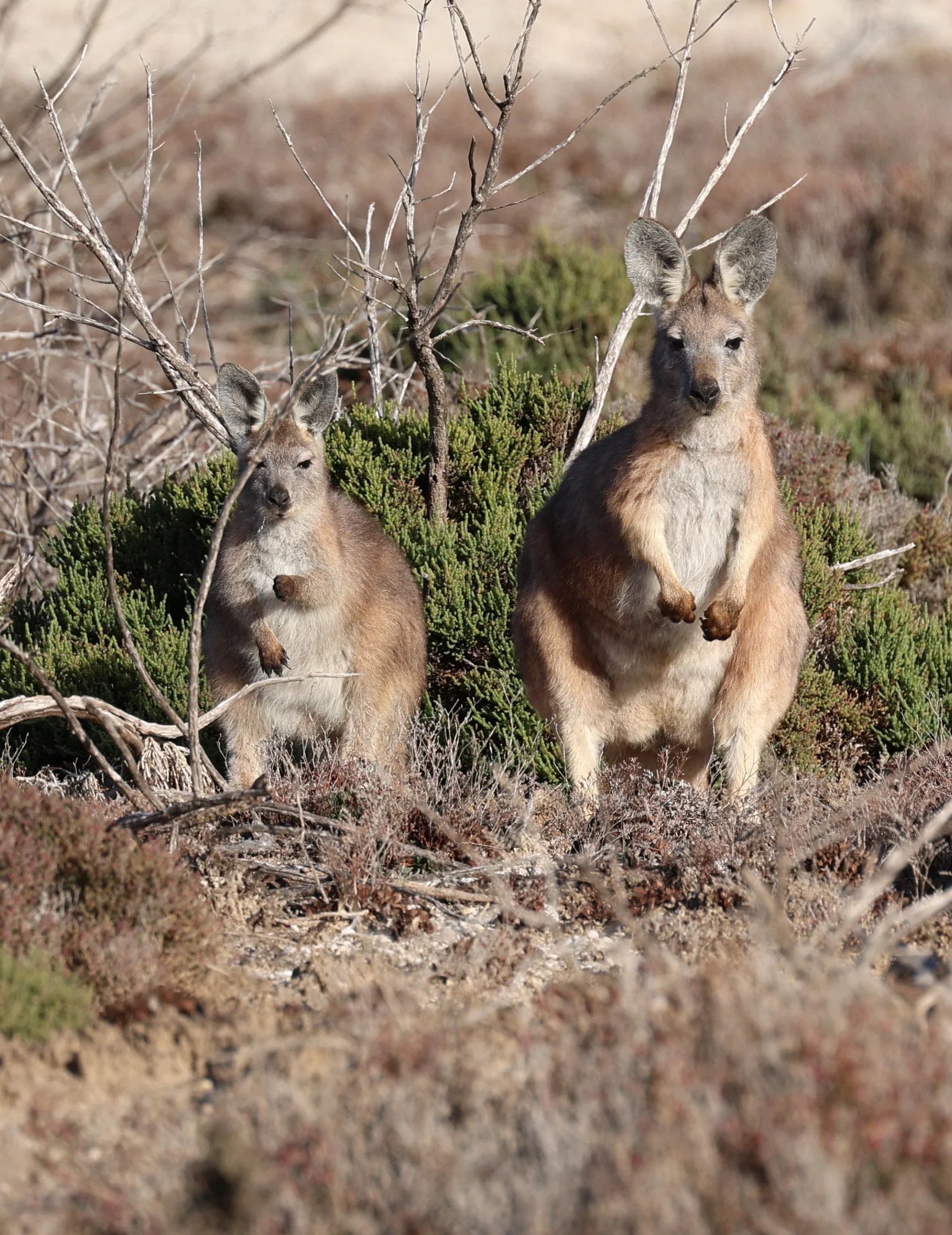 Euro or Western Wallaroo (Osphranter robustus erubescens) North Brown Hill Wind Farm vicinity - South Australia