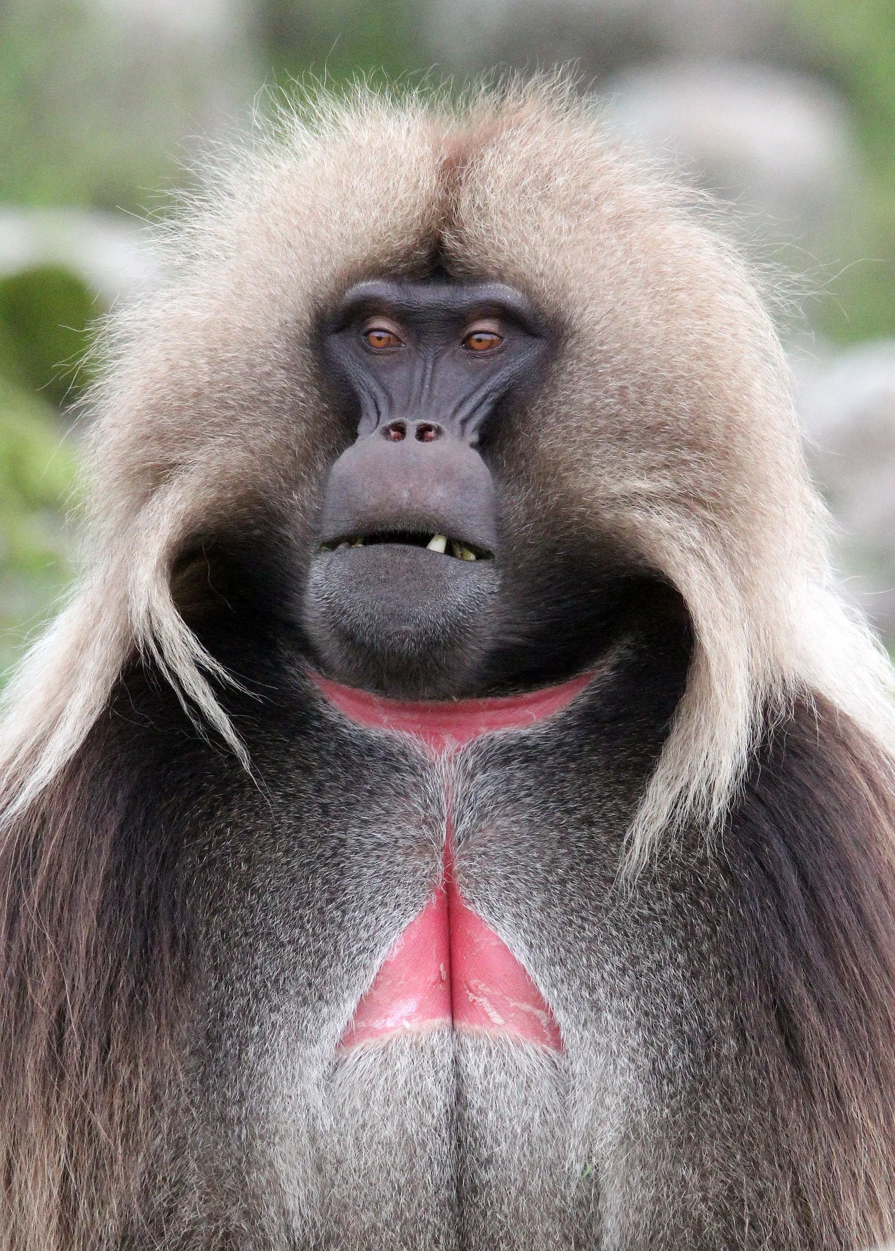 CERCOPITHECIDAE - Theropithecus gelada - GELADA - SIMIEN MOUNTAINS NATIONAL PARK ETHIOPIA (1788).JPG