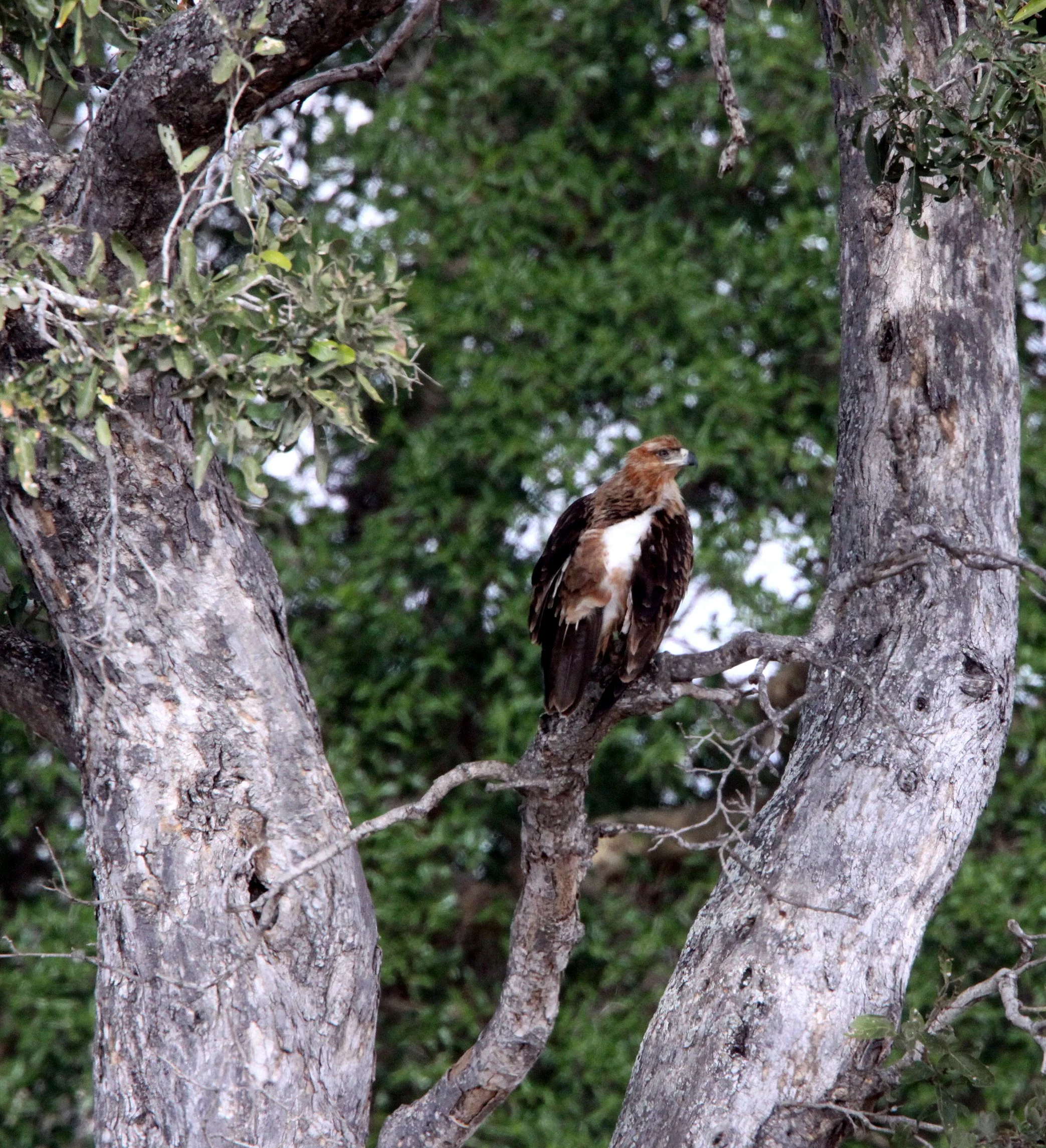 Aquila rapax - TAWNY EAGLE - KRUGER NATIONAL PARK SOUTH AFRICA (3).JPG